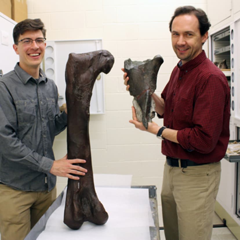 Dr. Christian Sidor (right), Burke Museum curator of vertebrate paleontology, and Brandon Peecook (left), University of Washington graduate student, show the size and placement of the fossil fragment compared to the cast of a Daspletosaurus femur.