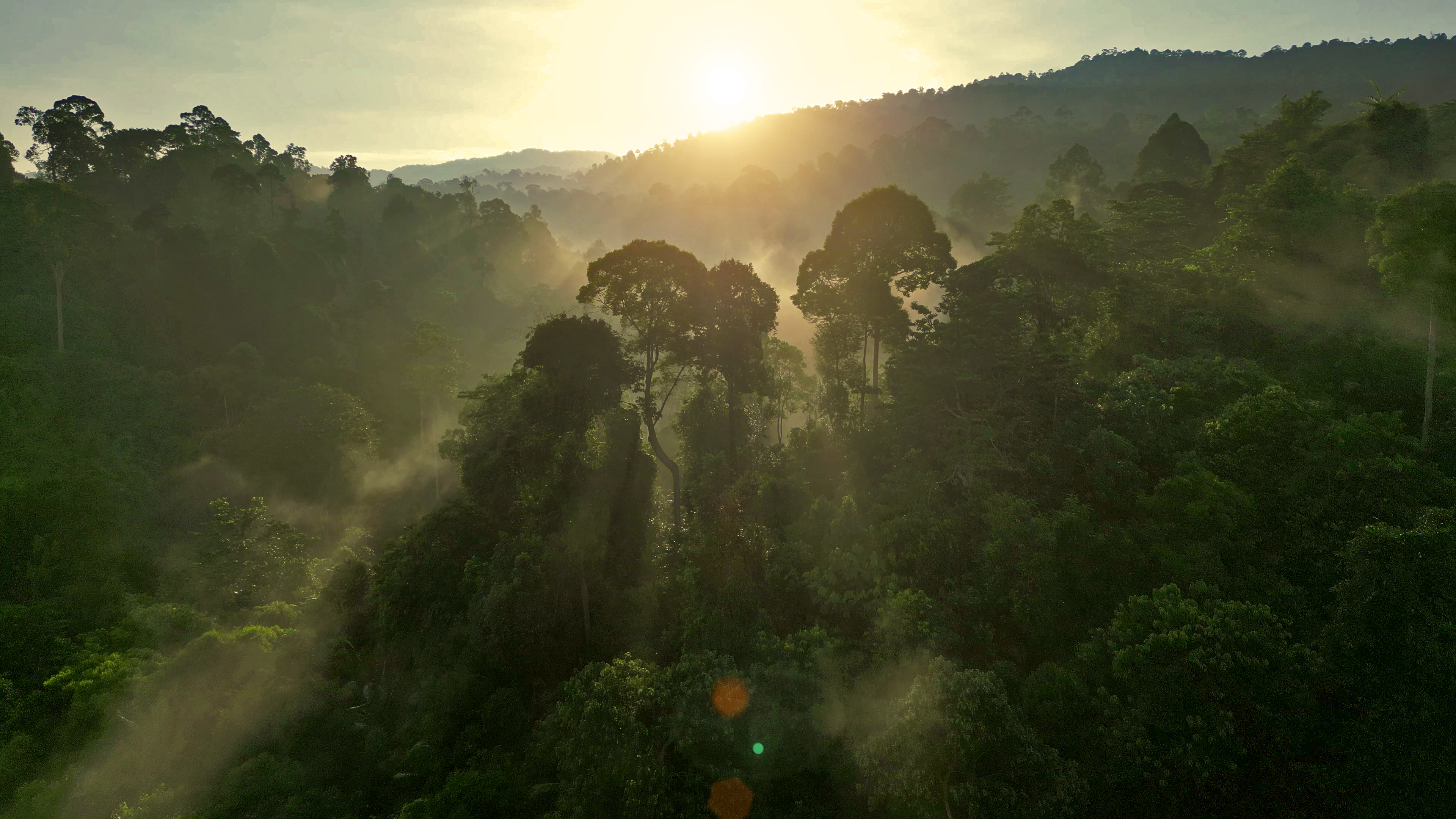 foggy morning at rainforest