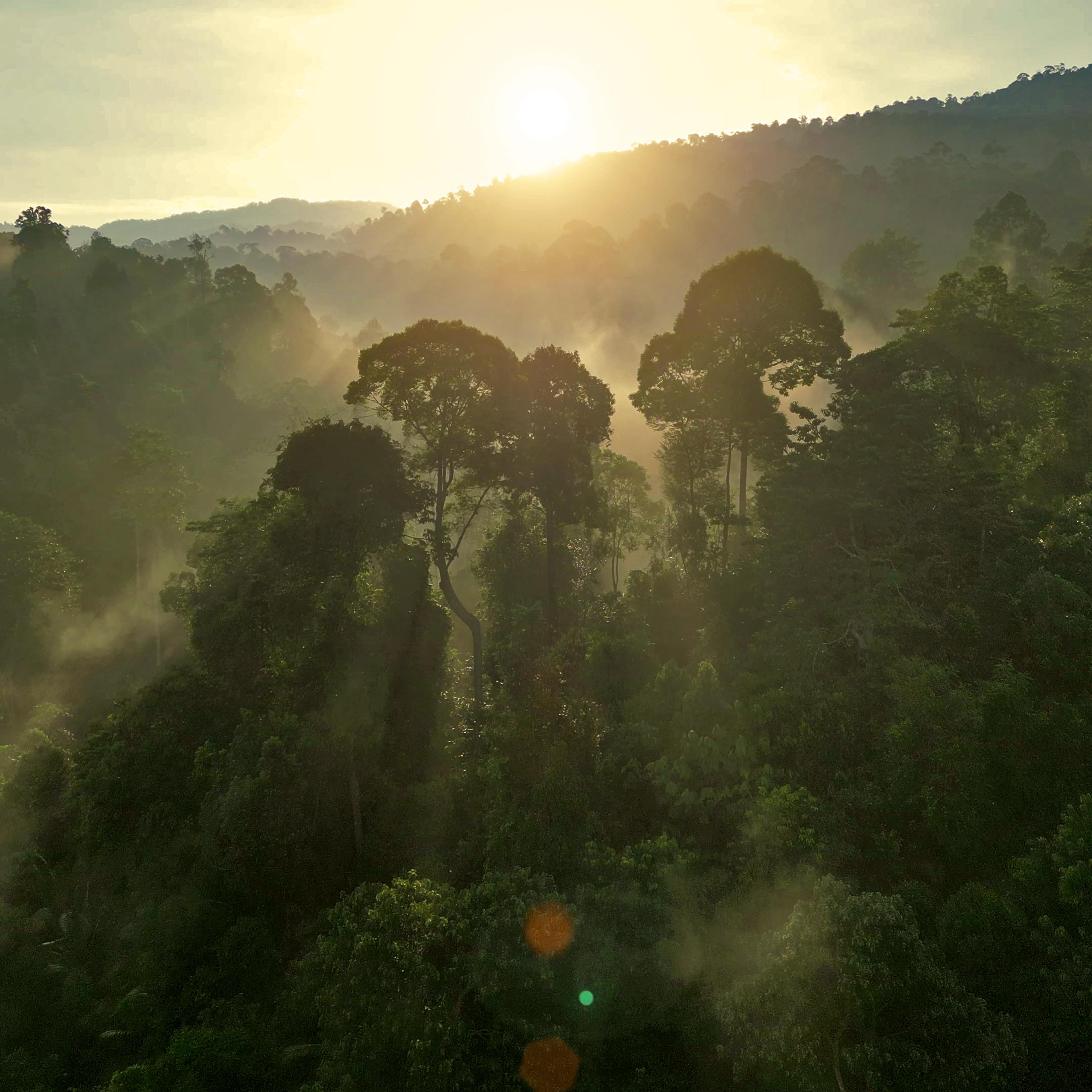 foggy morning at rainforest