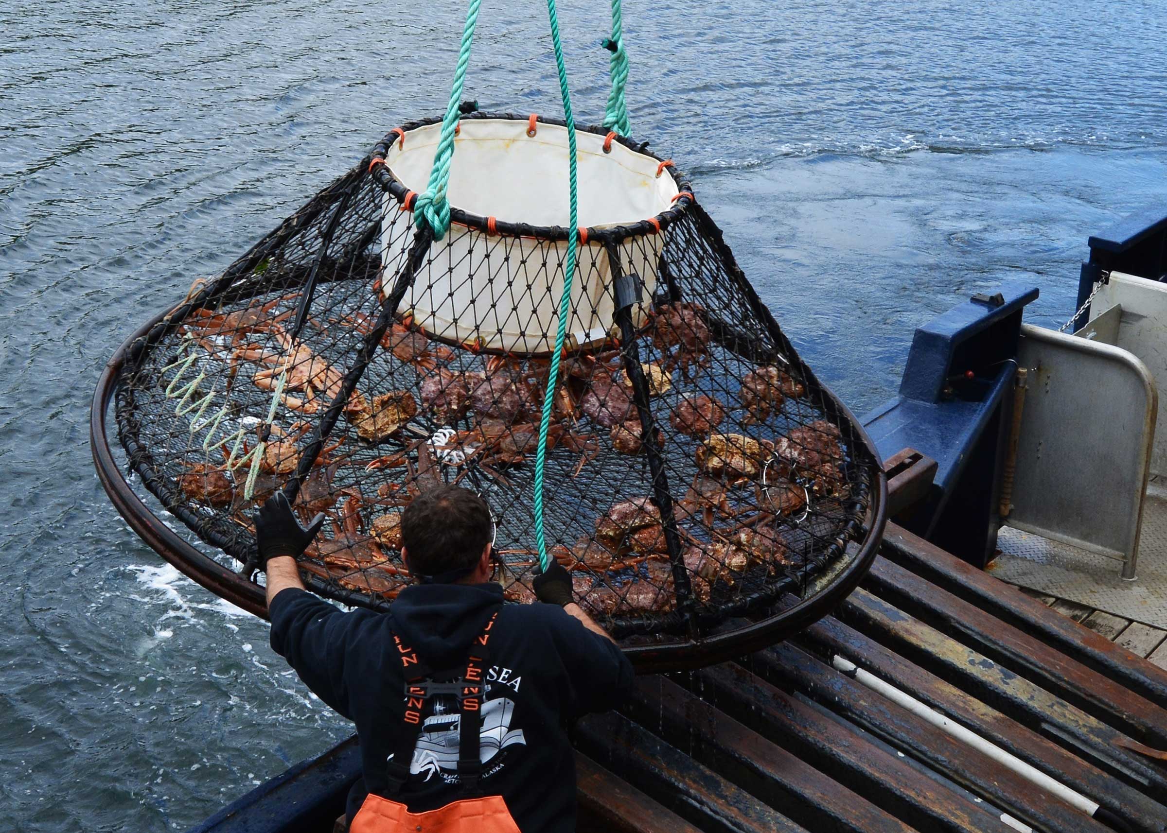 A fisherman raises a steel crab trap off the coast of Alaska in 2015. The 2022 Bering Sea snow crab harvest has been cancelled due to population issues.