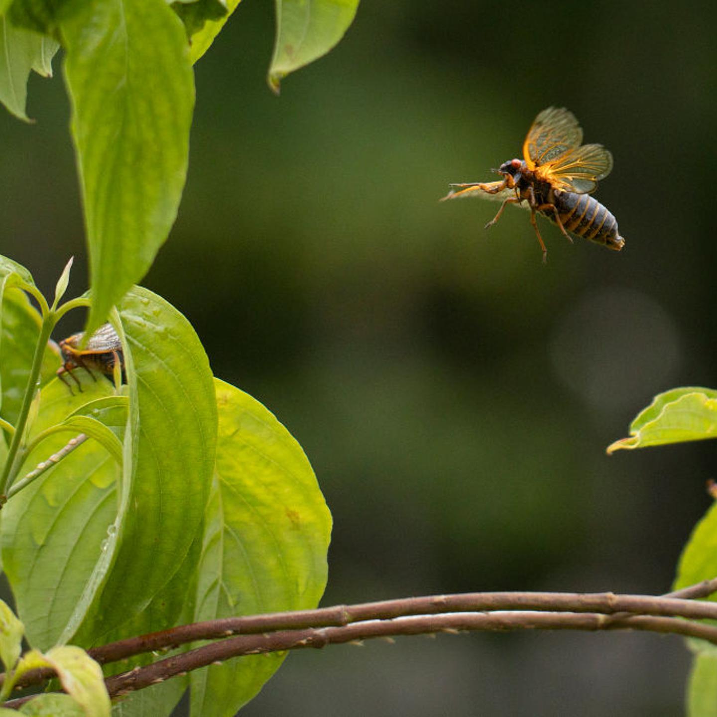 Brood X Cicadas Emerge After 17 Years Underground