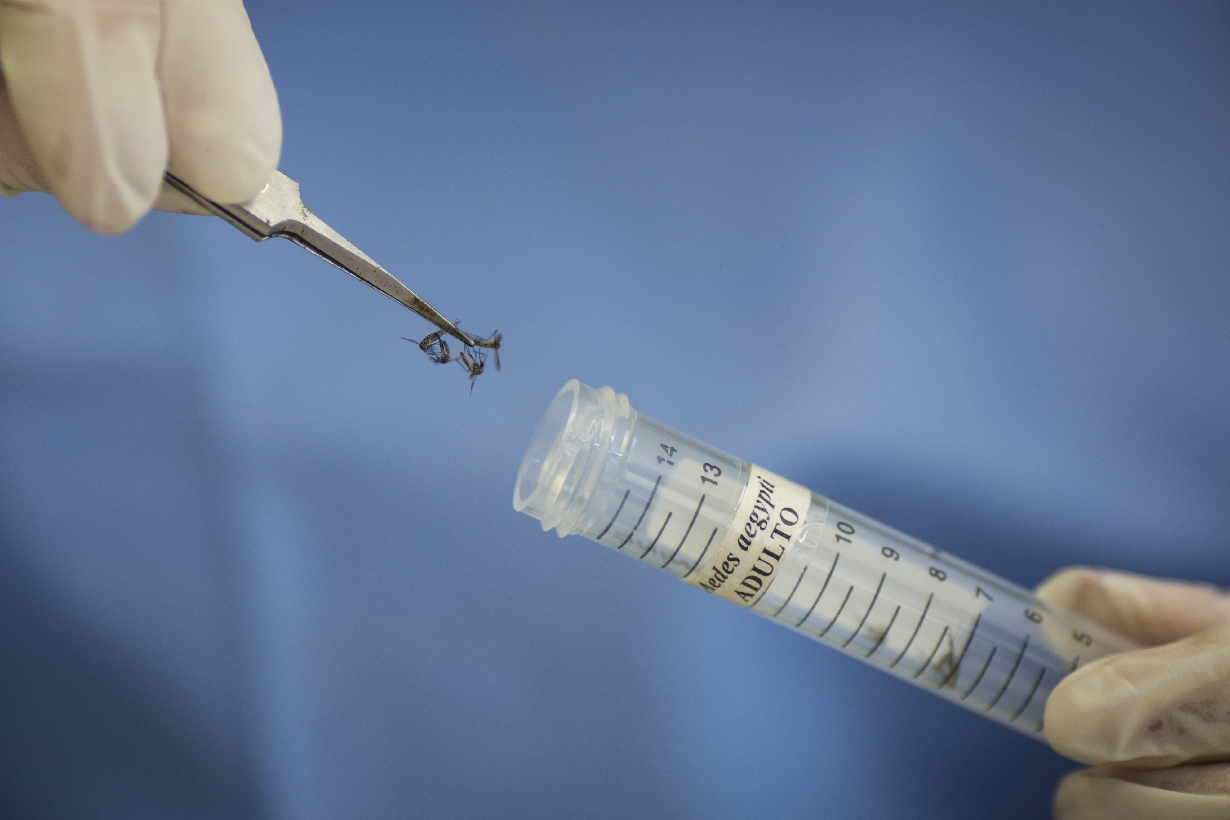 A technician of the Fiocruz Institute stores Aedes aegypti mosquitoes to be used in research, in Recife, Brazil, Jan. 27, 2016.