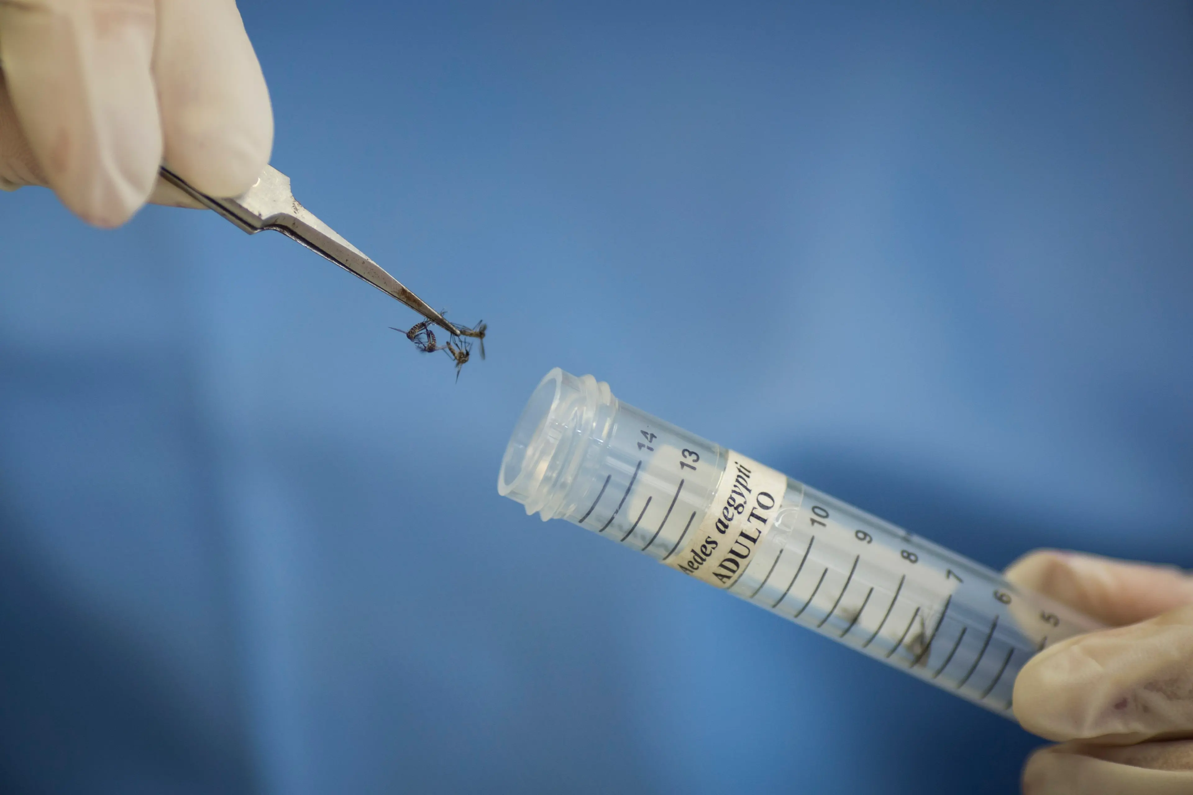 A technician of the Fiocruz Institute stores Aedes aegypti mosquitoes to be used in research, in Recife, Brazil, Jan. 27, 2016.