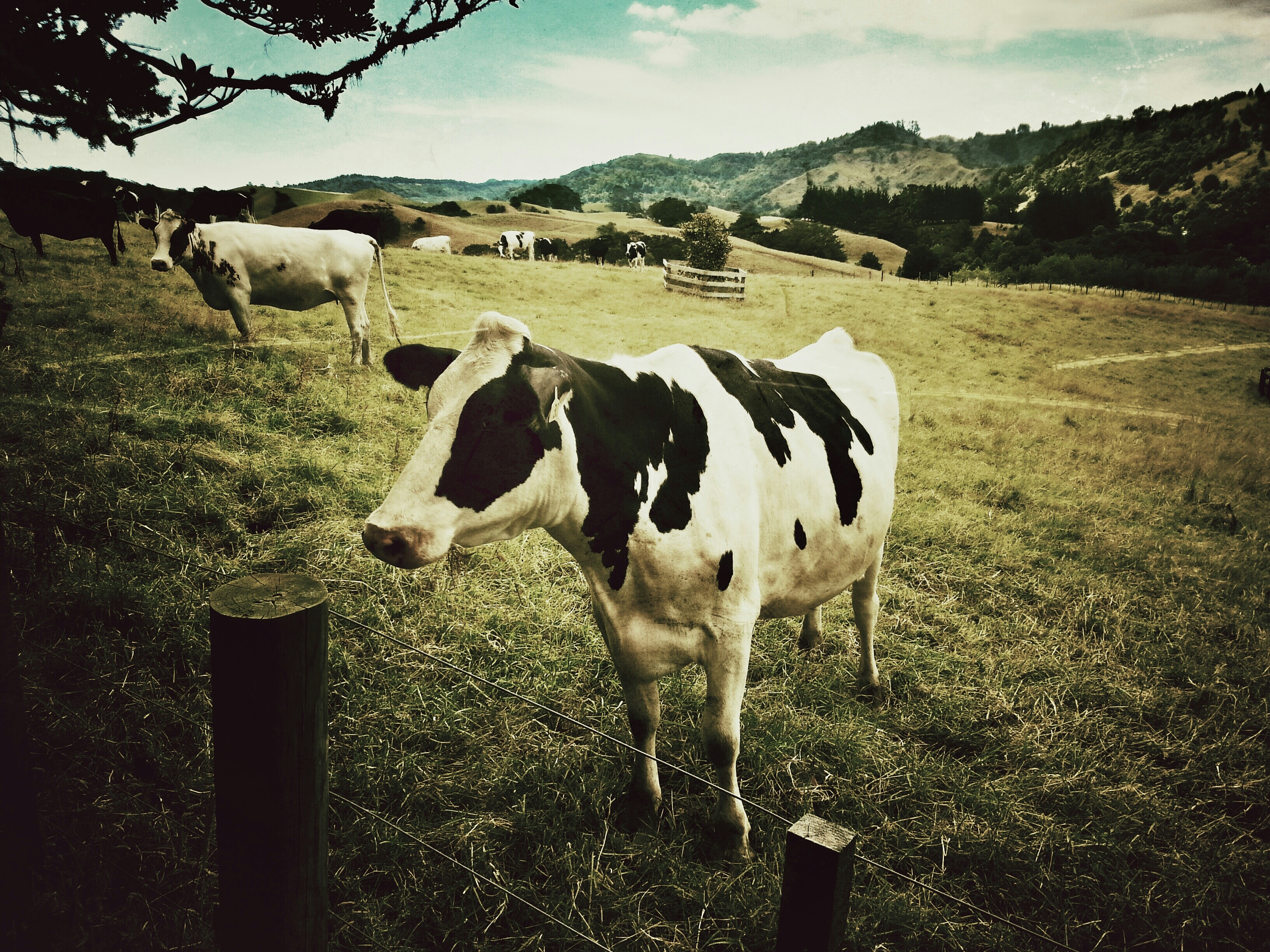 Cows Grazing On Grassy Field
