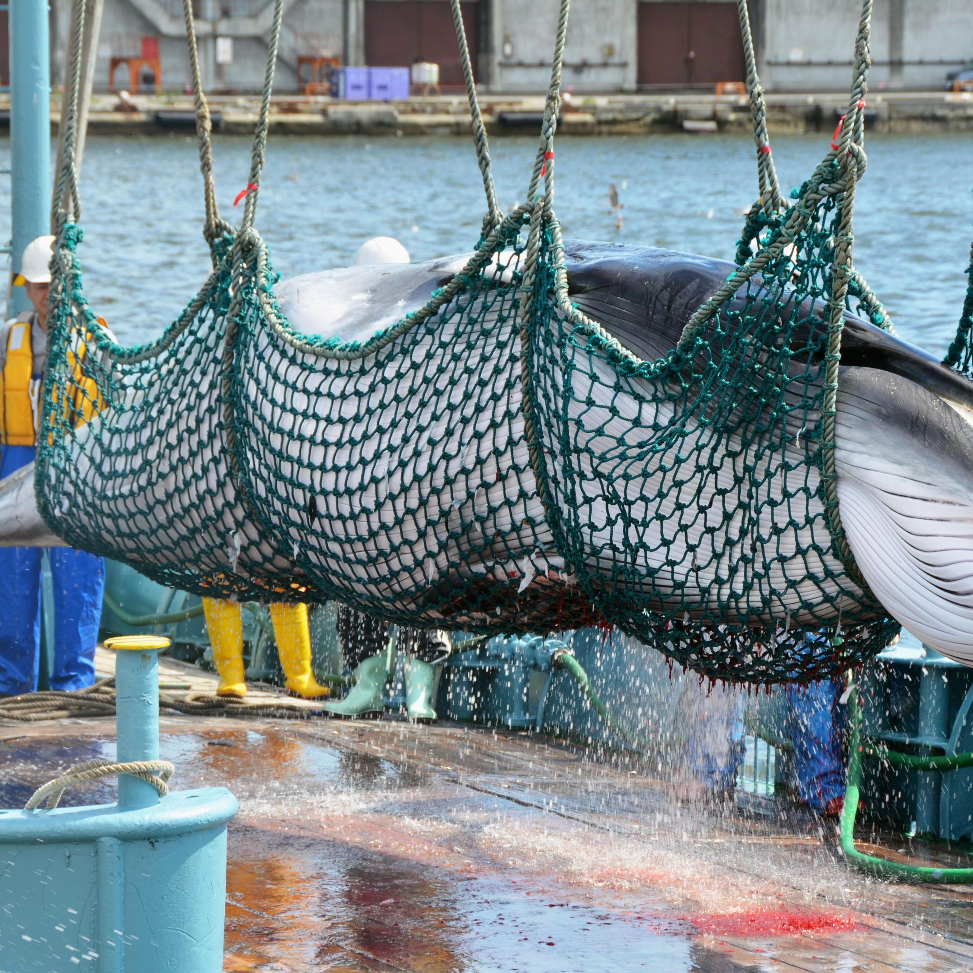 Minke whale unloaded at port in Hokkaido