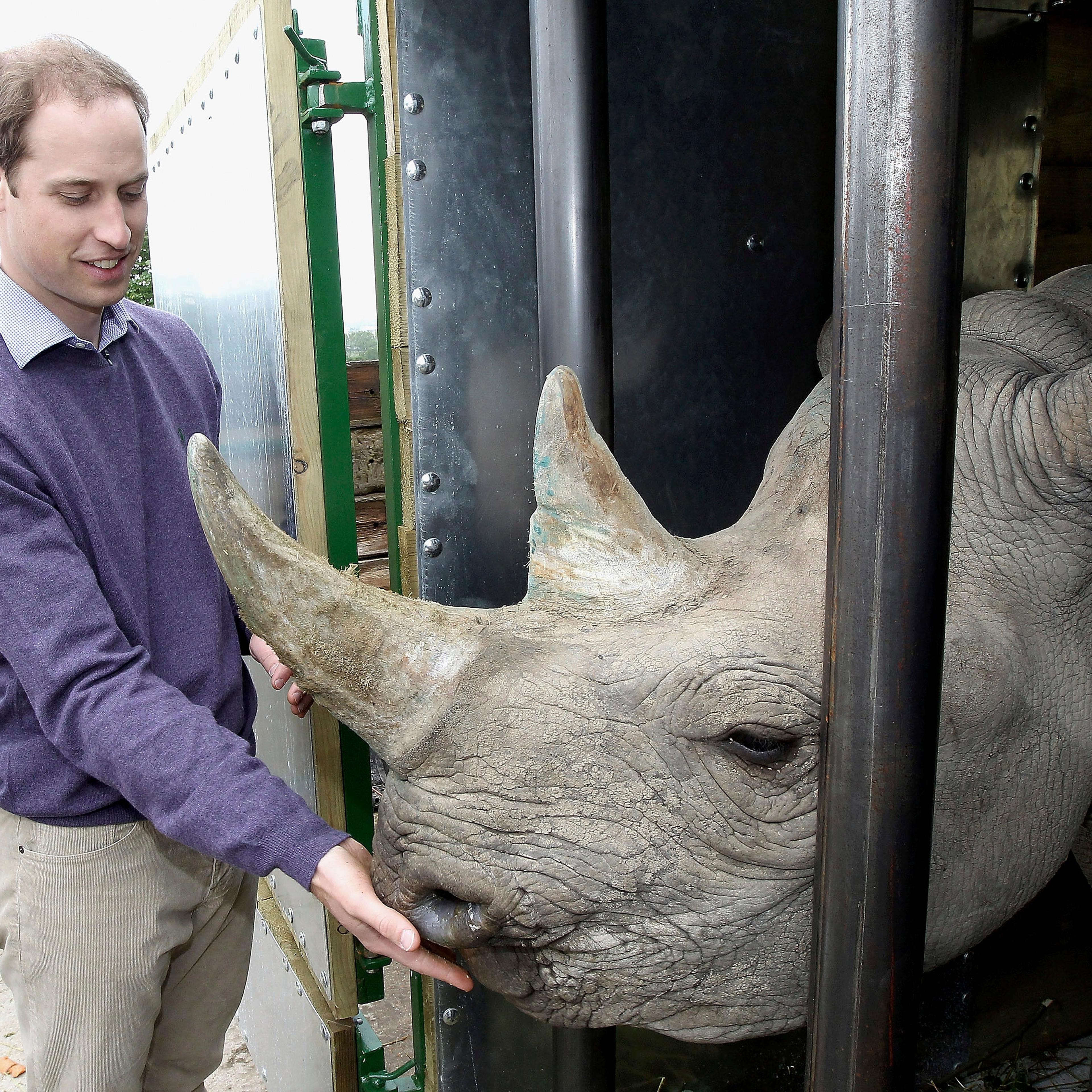 Britain's Prince William feeds a five year-old black rhino called Zawadi during a visits to Port Lympne Wild Animal Park in Lympne, southern England