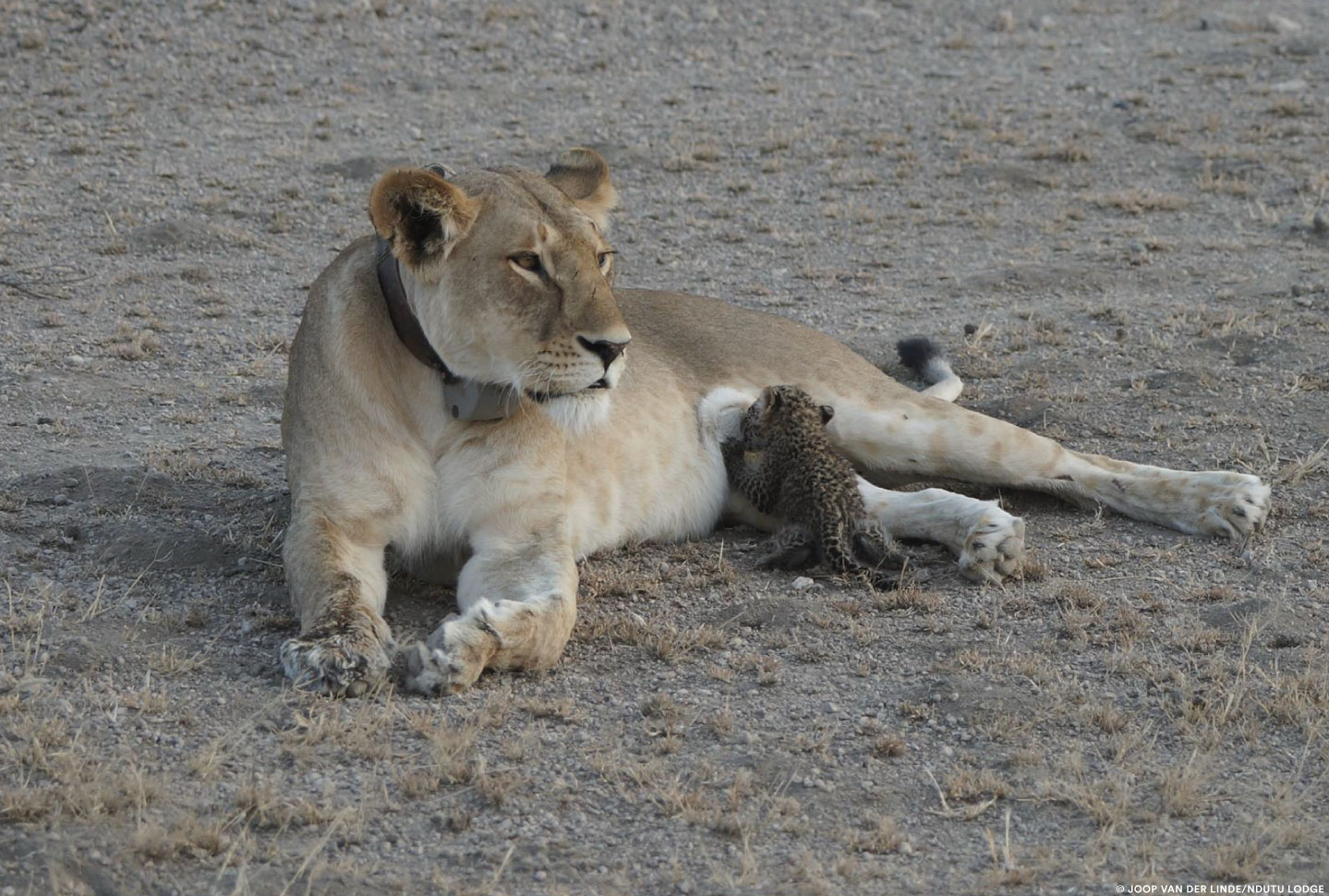 In a rare sighting, a baby leopard is seen suckling on a lionness at Ndutu Lodge at Tanzania's Ngorongoro Conservation Area. 