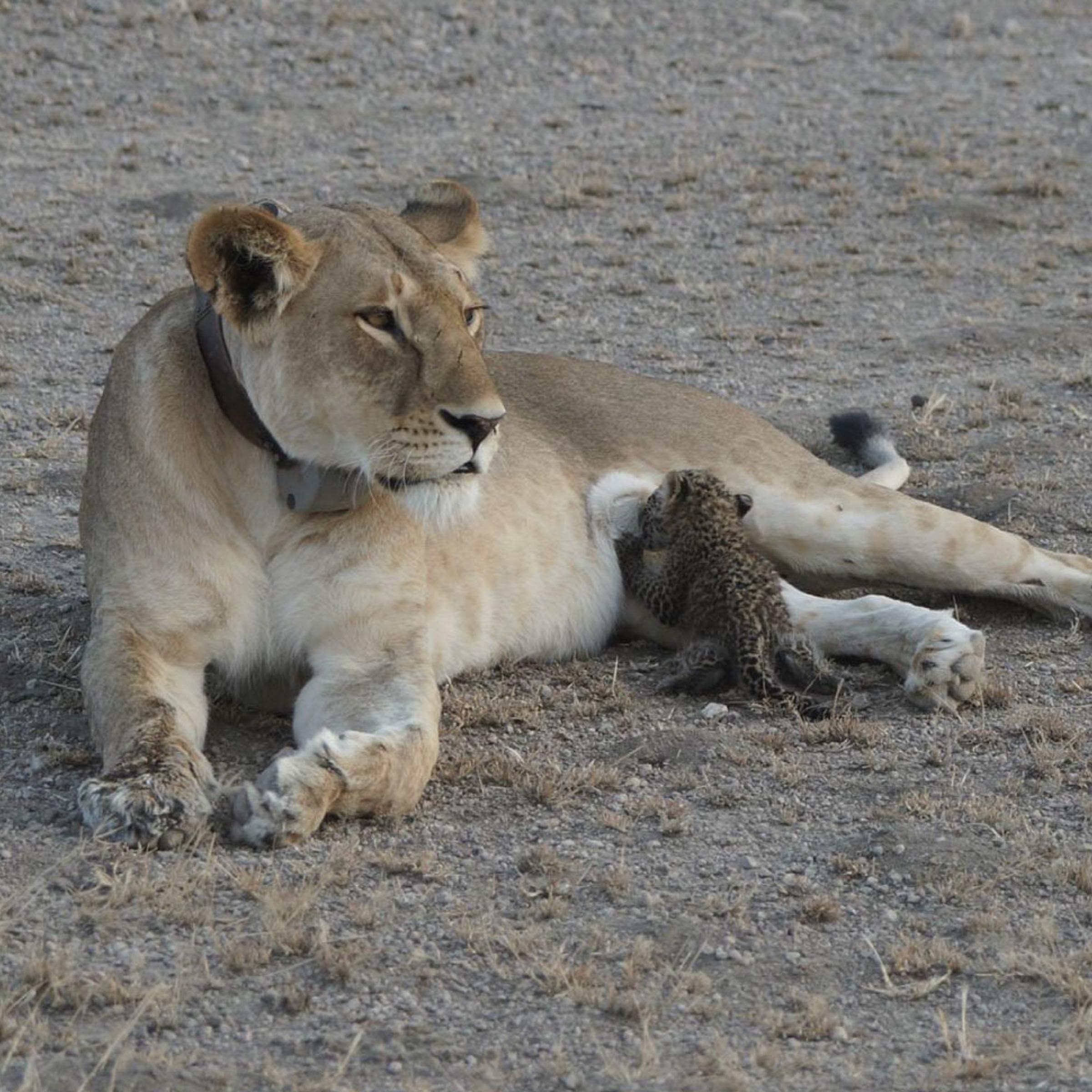 In a rare sighting, a baby leopard is seen suckling on a lionness at Ndutu Lodge at Tanzania's Ngorongoro Conservation Area.