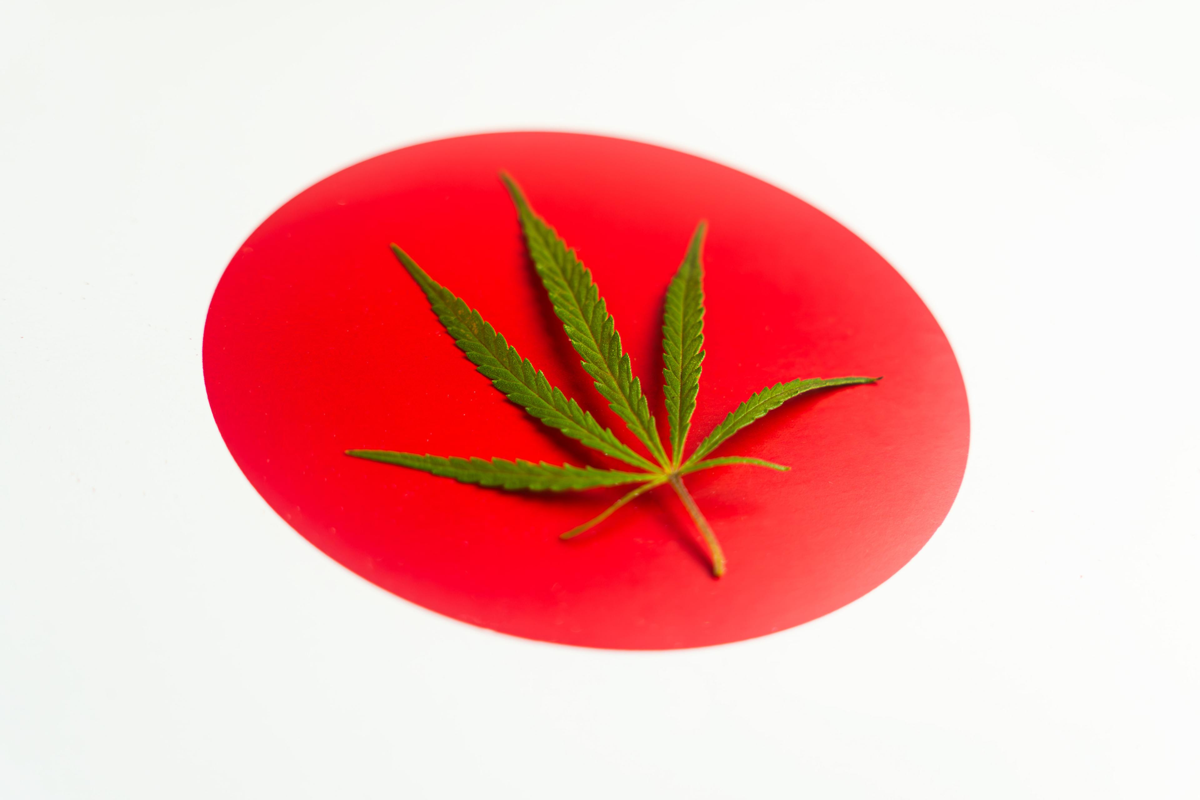 hemp leaf on background of the japanese flag.