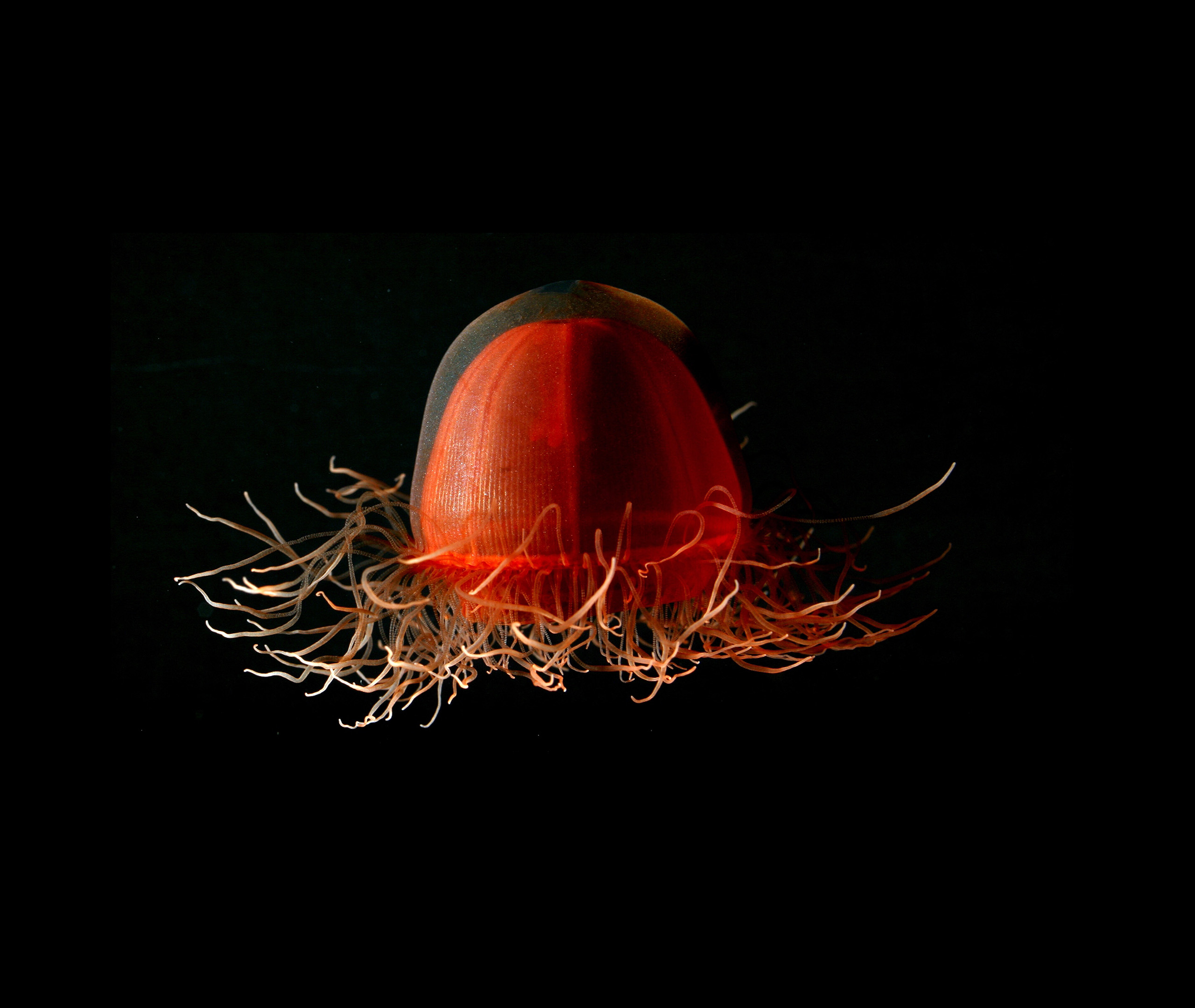 Crossota sponge, a deep red medusa found just off the bottom of the deep sea. From Alaska, Beaufort Sea, North of Point Barrow, 2005.