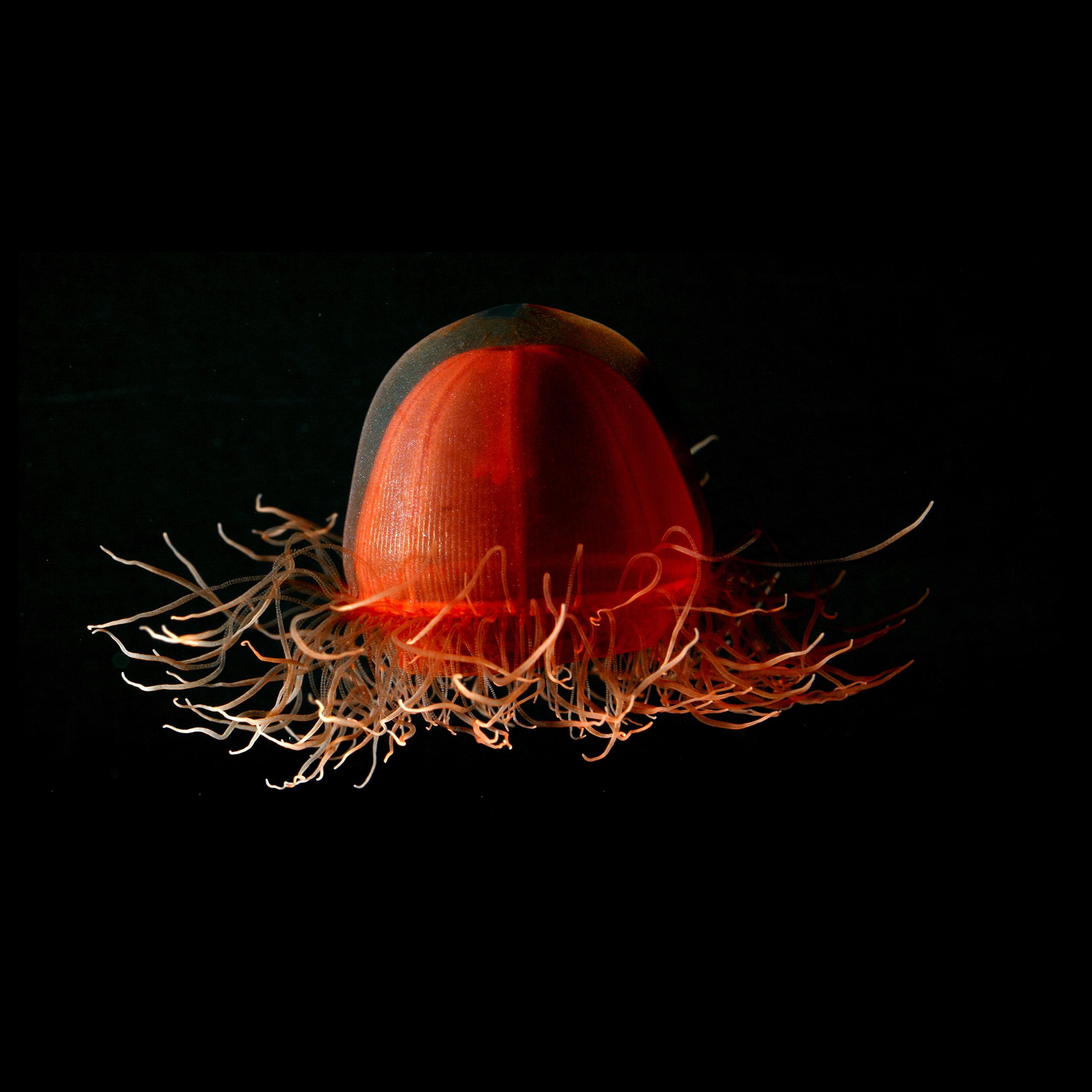 Crossota sponge, a deep red medusa found just off the bottom of the deep sea. From Alaska, Beaufort Sea, North of Point Barrow, 2005.