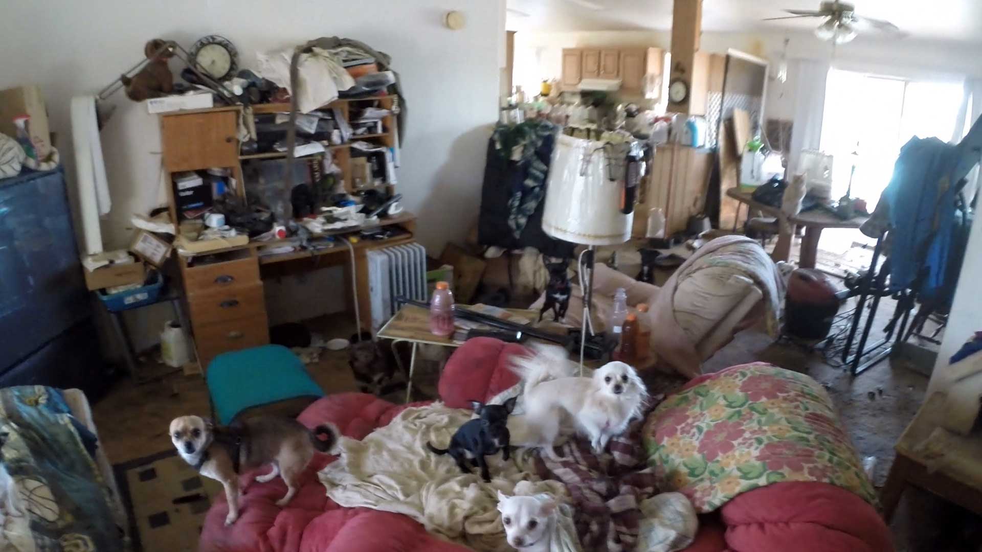 These animals were rescued from filthy conditions in an Arizona mobile home on Wednesday.