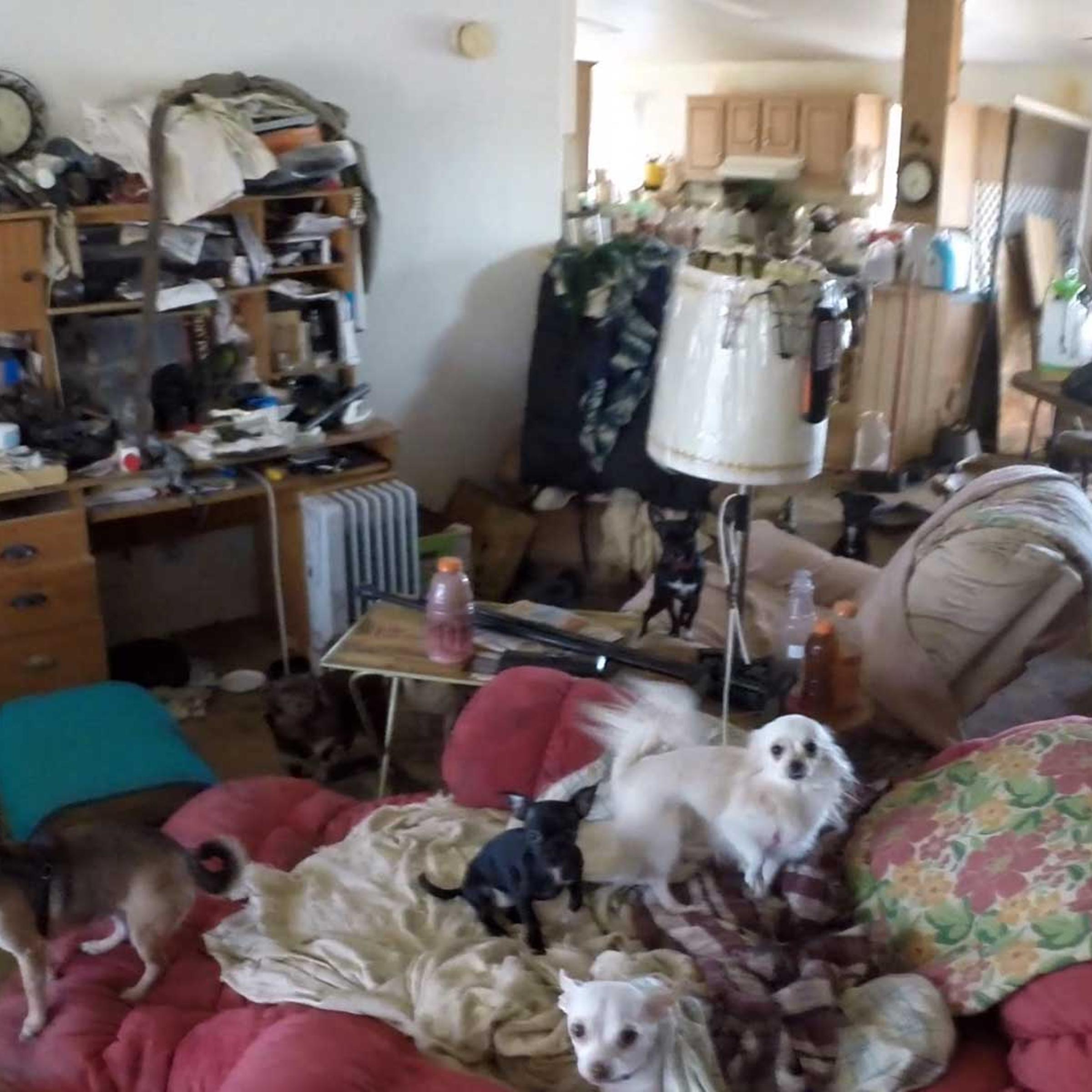 These animals were rescued from filthy conditions in an Arizona mobile home on Wednesday.