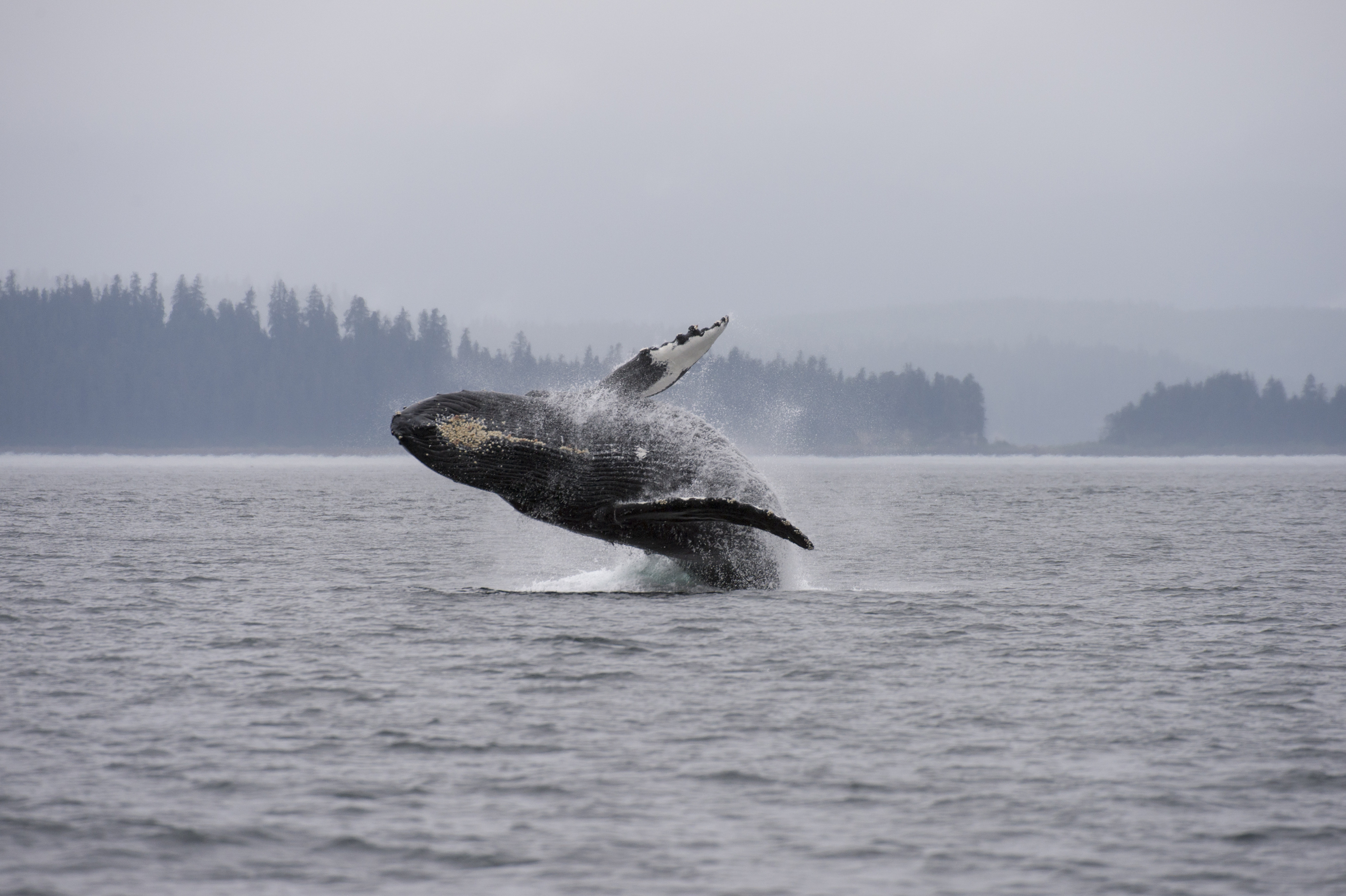 Breaching Humpback whale (Megaptera novaeangliae), an
