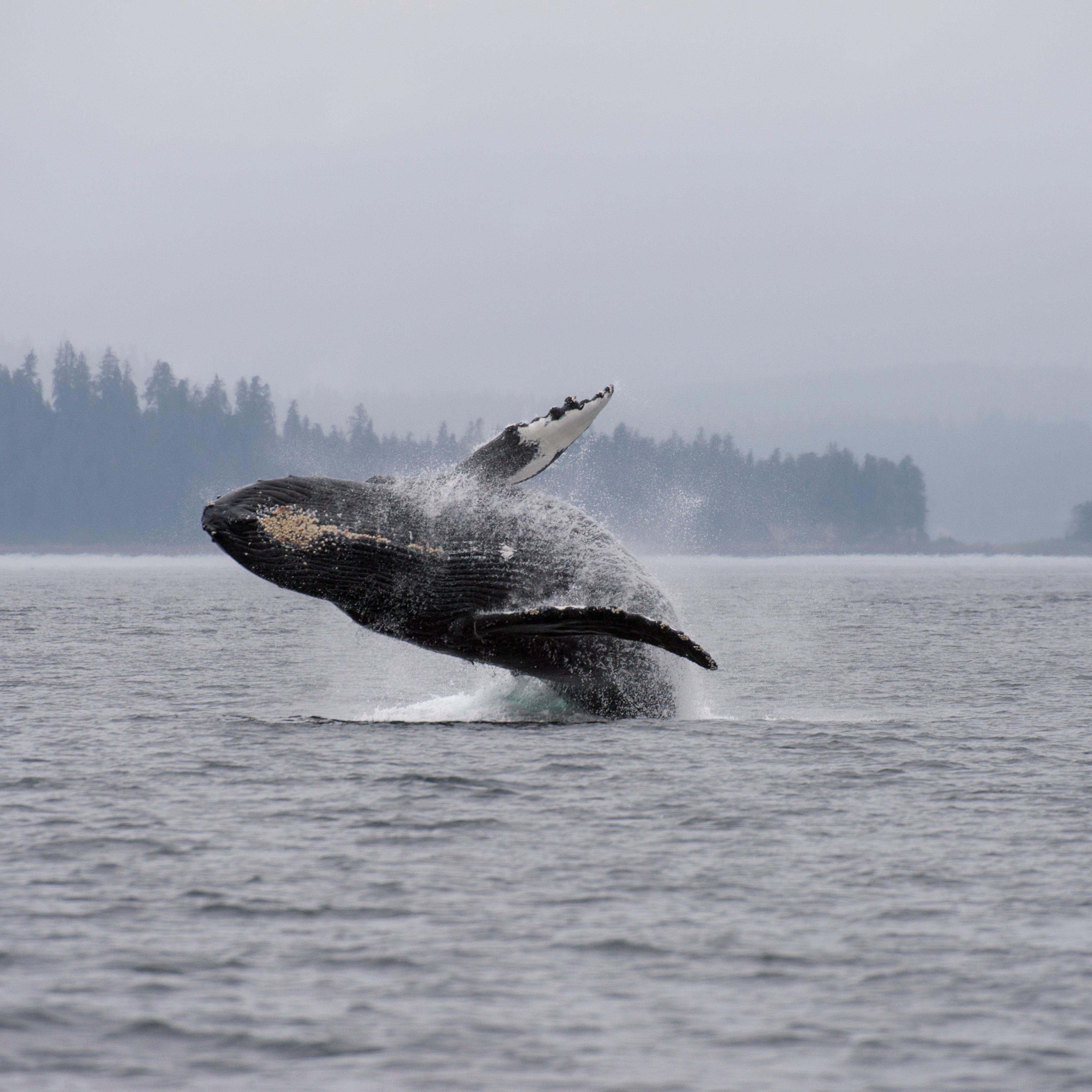 Breaching Humpback whale (Megaptera novaeangliae), an