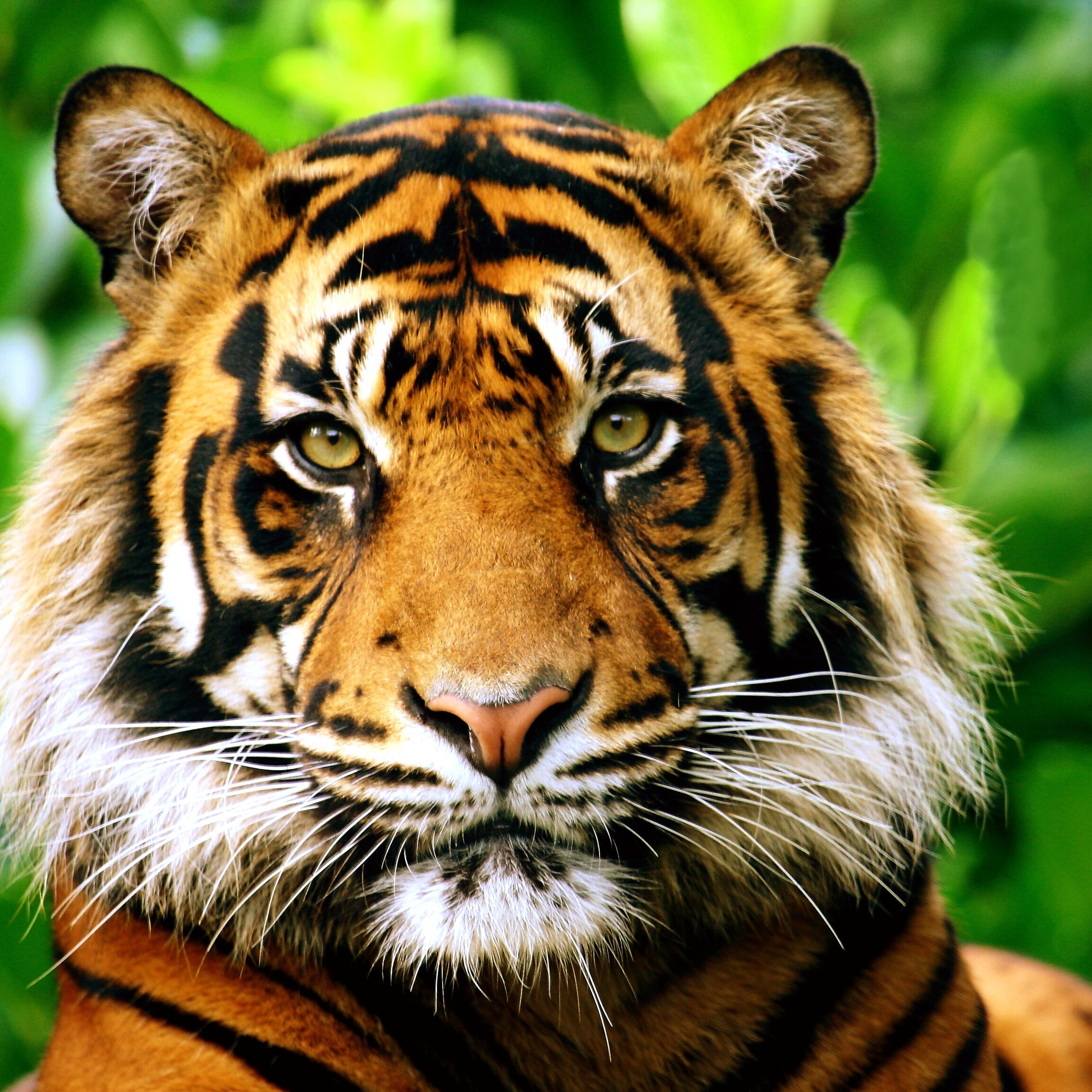 tiger