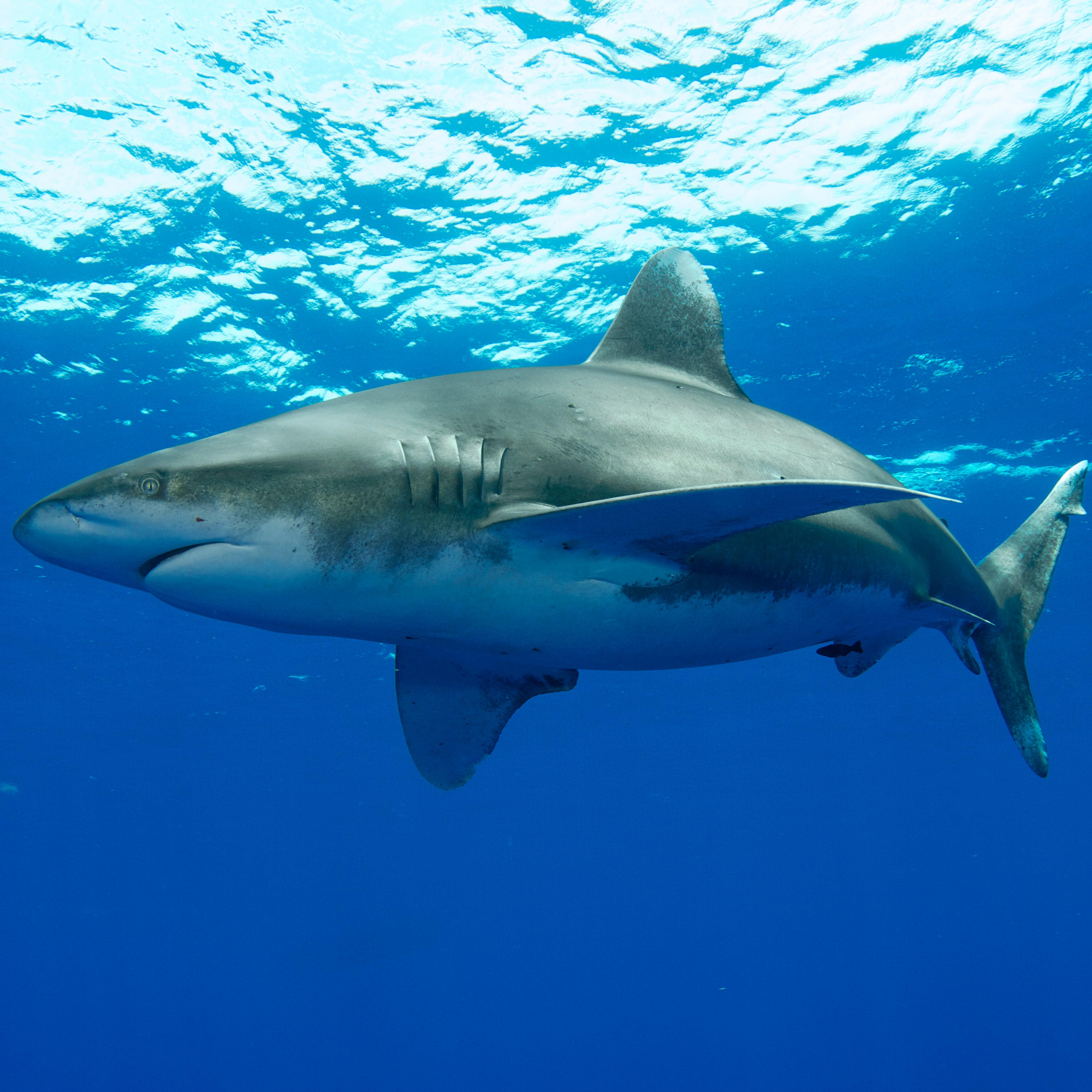 Oceanic White-tip Shark (Carcharhinus longimanus), Bahamas, Caribbean