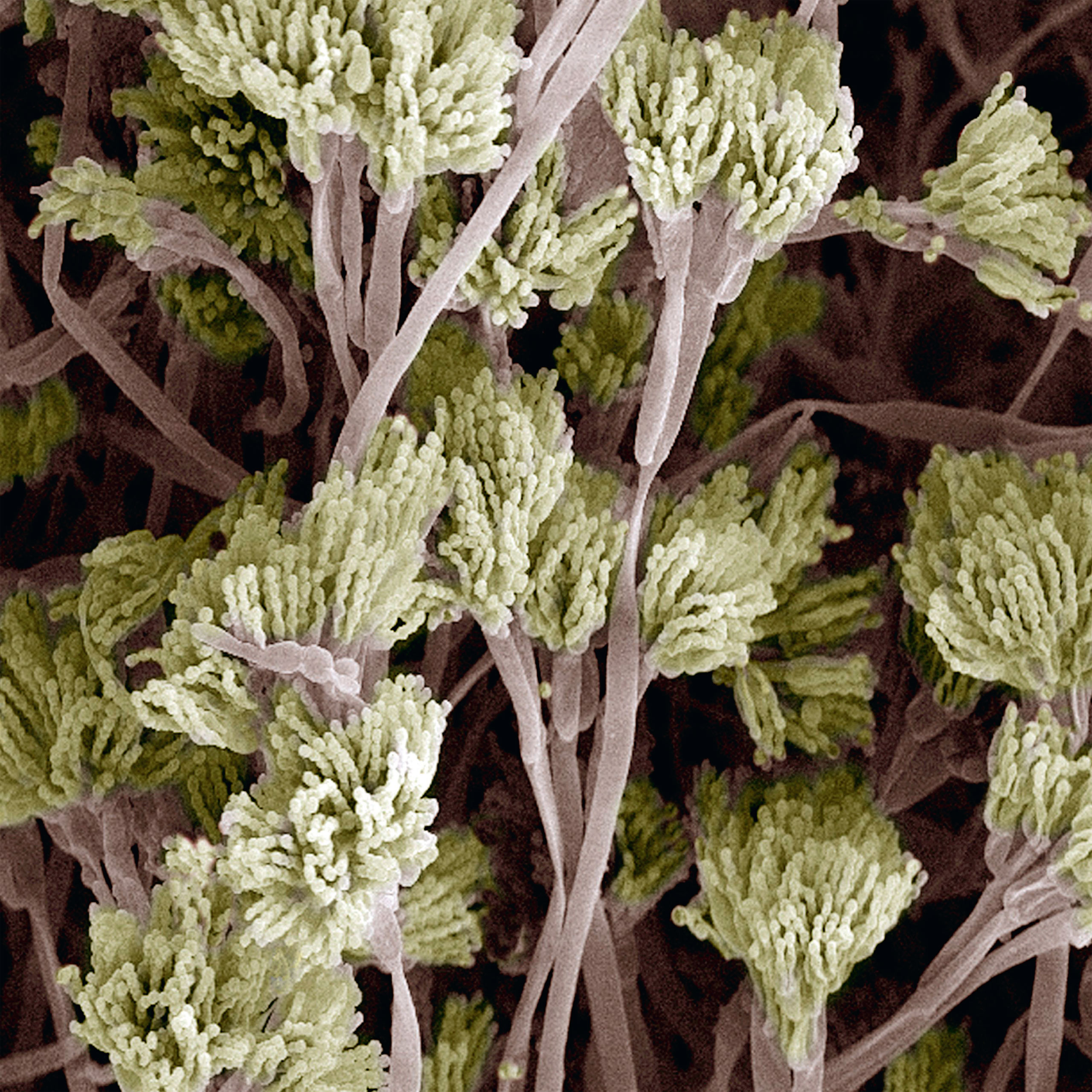 <b>Penicillium fungus</b> (colored scanning electron micrograph)