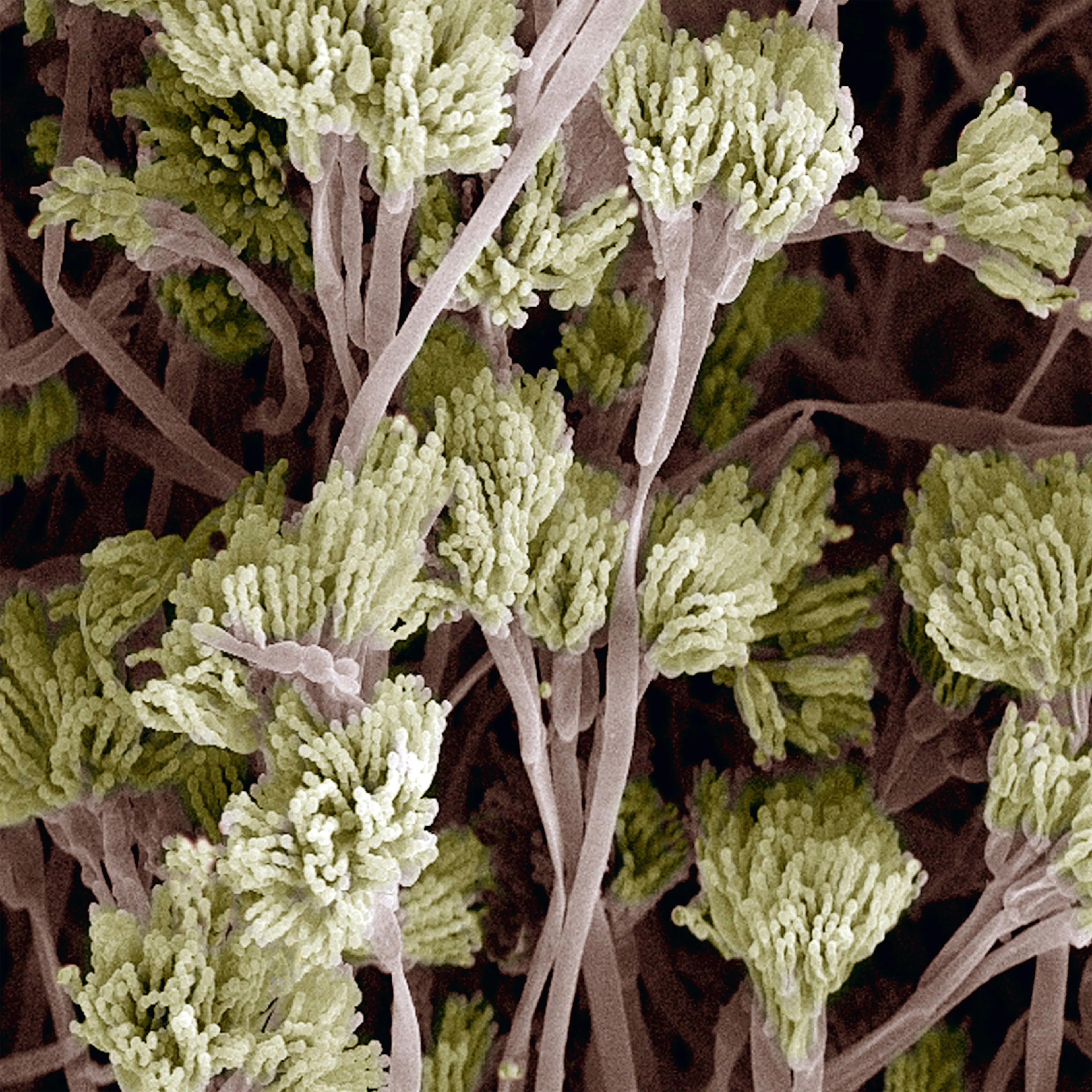 <b>Penicillium fungus</b> (colored scanning electron micrograph)