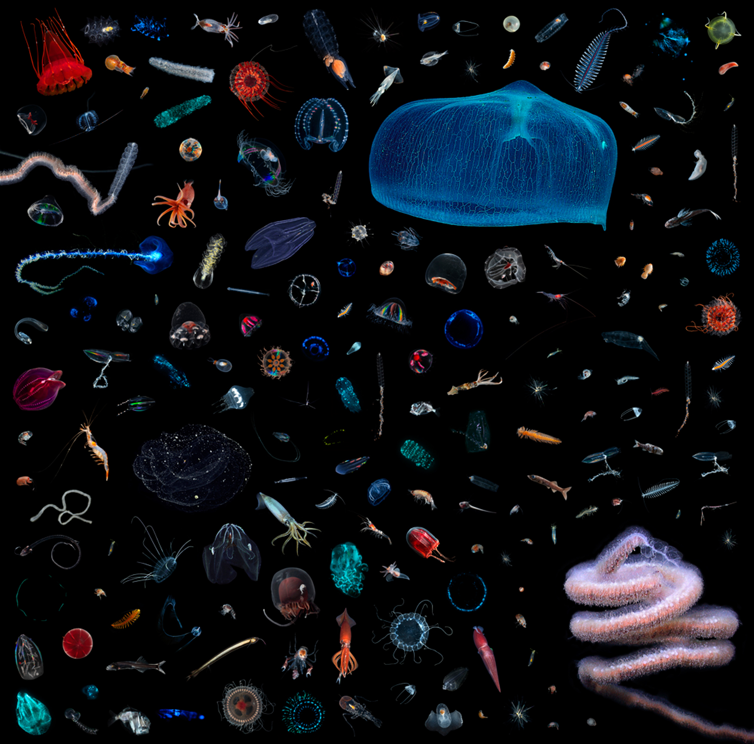 A selection of midwater creatures revealed through inventorying one cubic foot from Monterey Canyon, off the coast of California.