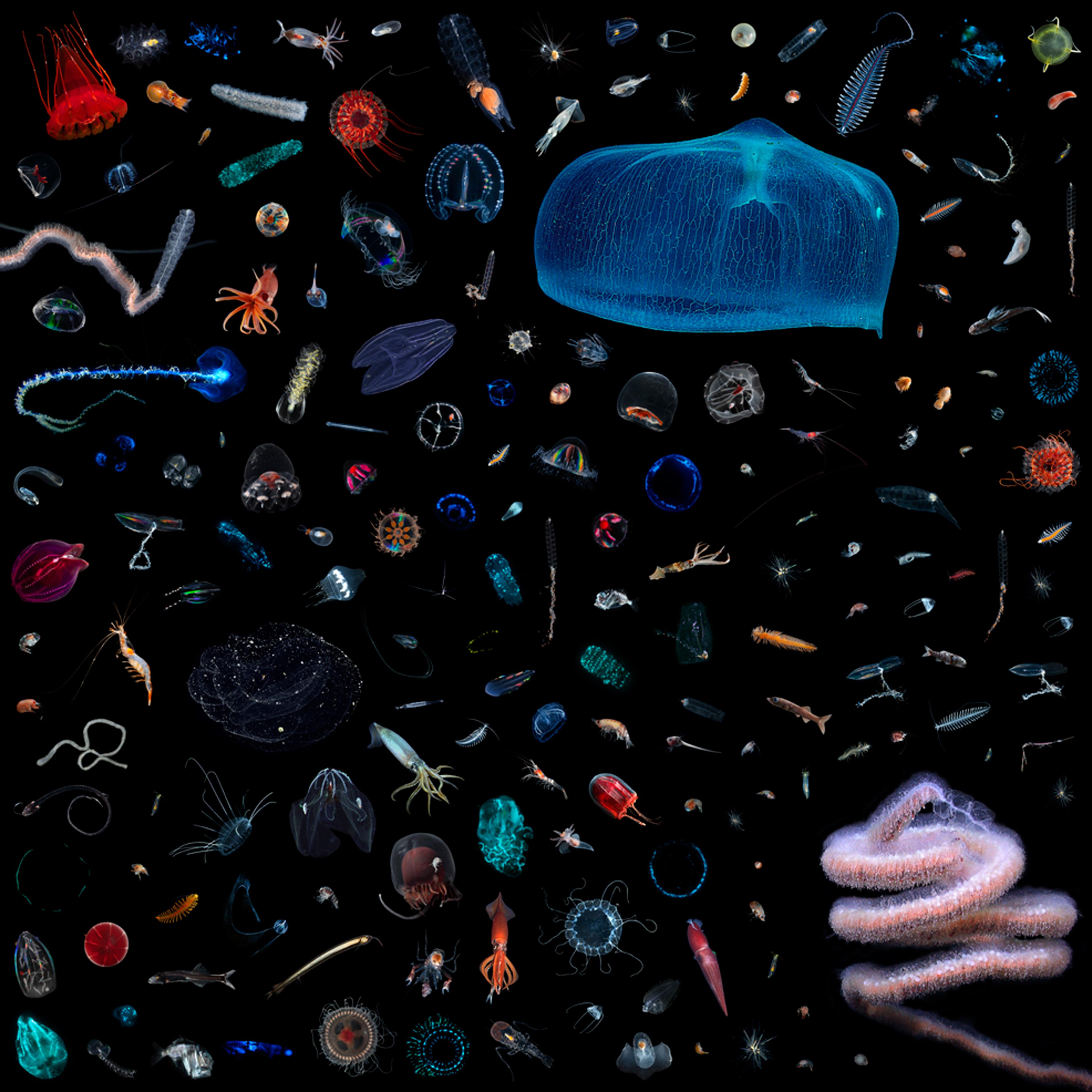 A selection of midwater creatures revealed through inventorying one cubic foot from Monterey Canyon, off the coast of California.