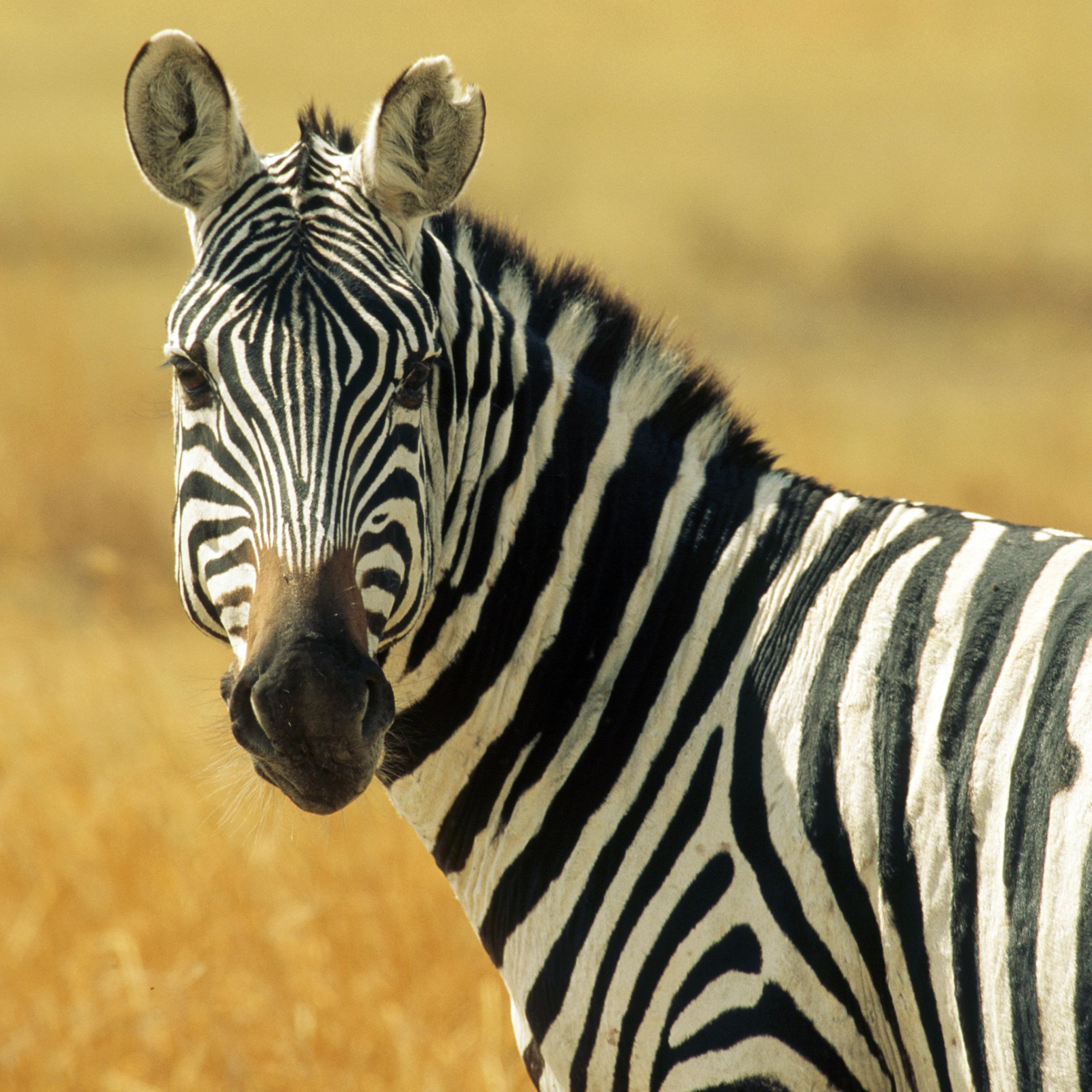Africa, Tanzania, Safari, Common Zebra in the Serengeti