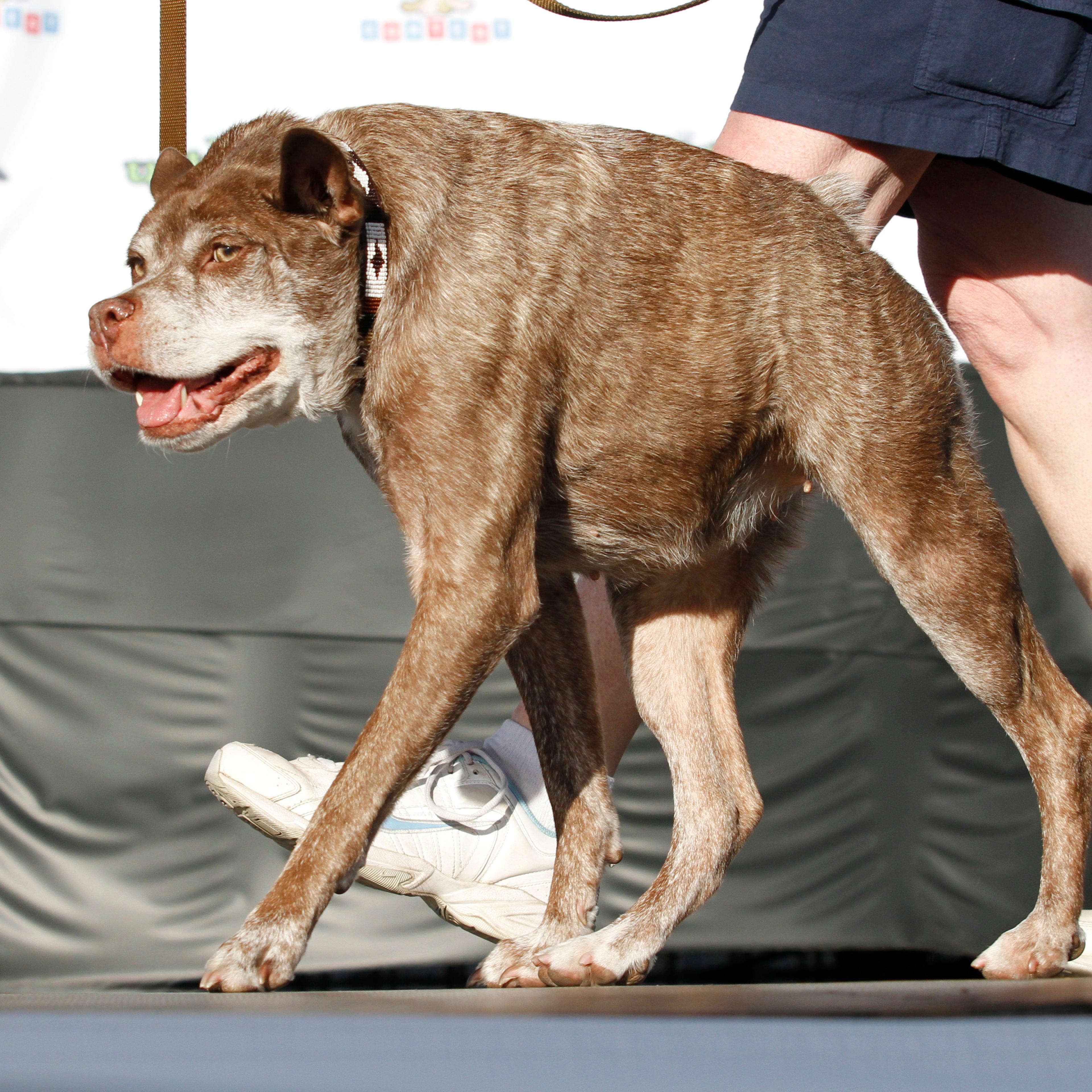 ugly dog competition