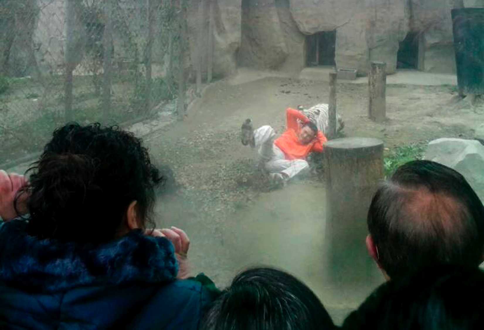 A female Bengali white tiger drags a man by his shirt after the man climbed into the enclosure, at a zoo in Chengdu, Sichuan province February 16, 2014.