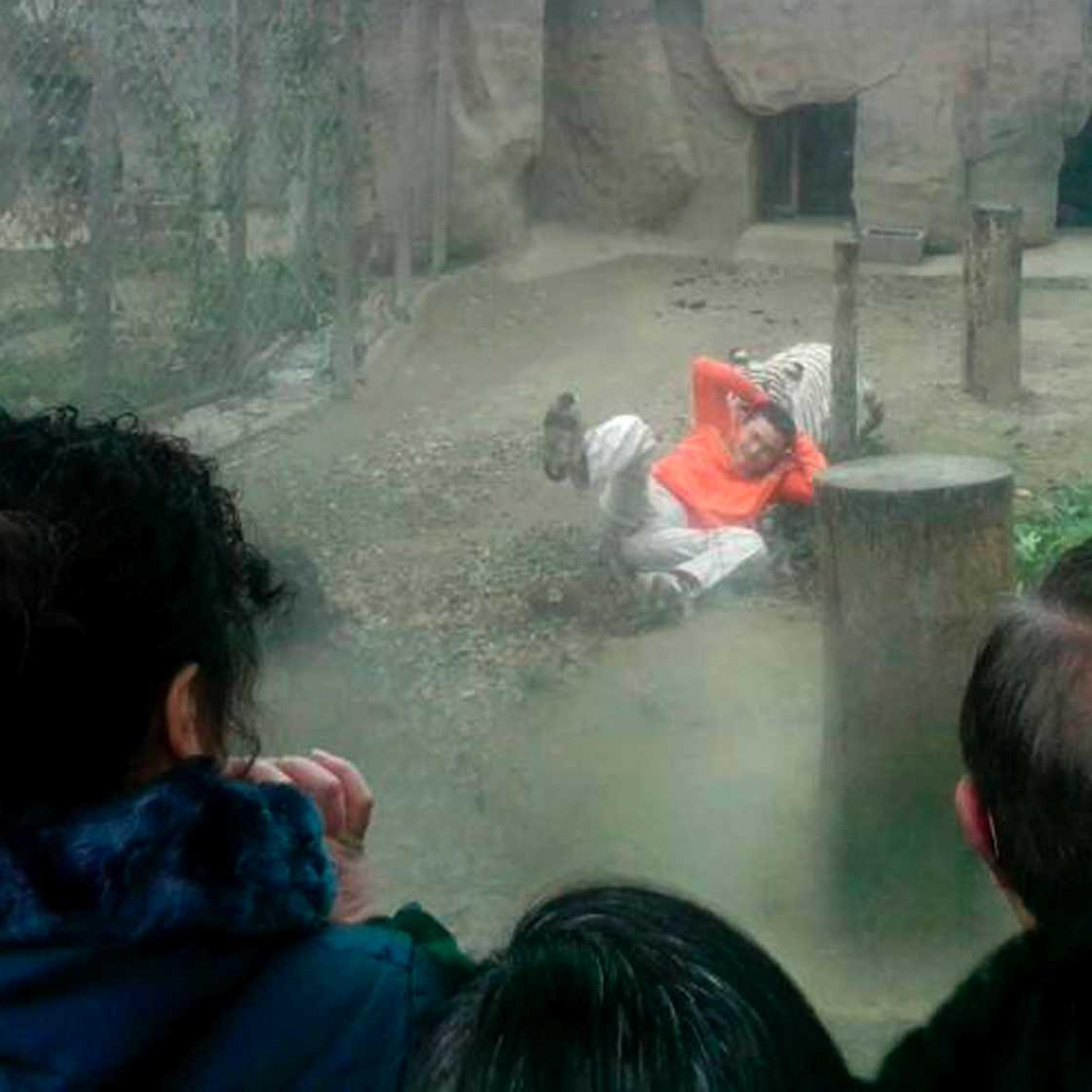 A female Bengali white tiger drags a man by his shirt after the man climbed into the enclosure, at a zoo in Chengdu, Sichuan province February 16, 2014.