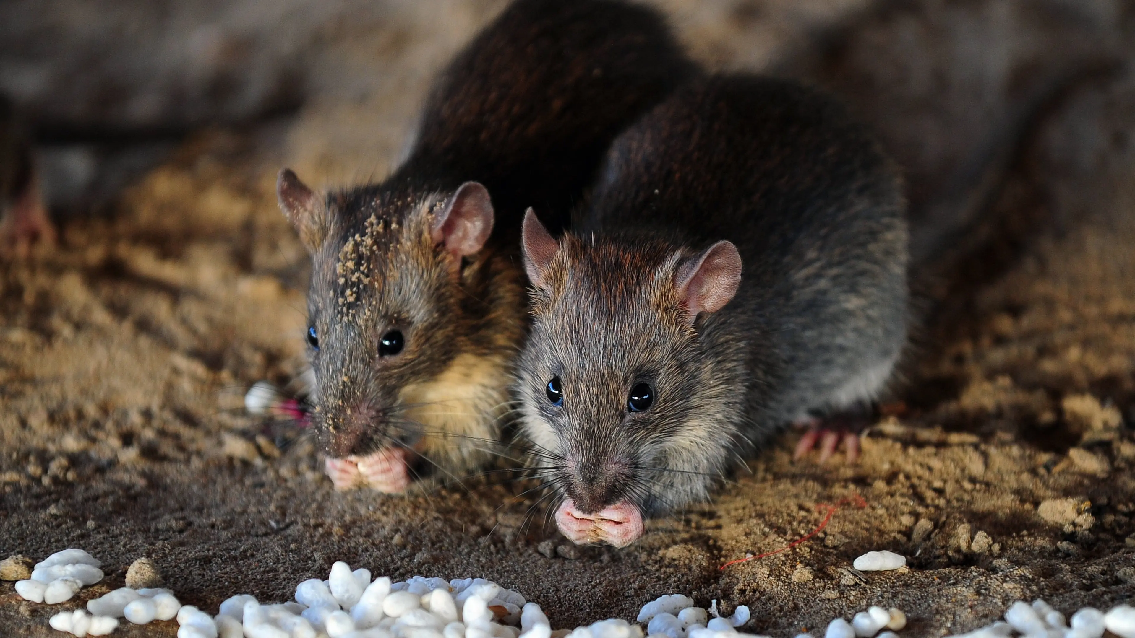 Scientist Explains the Secret Lives of New York City Rats