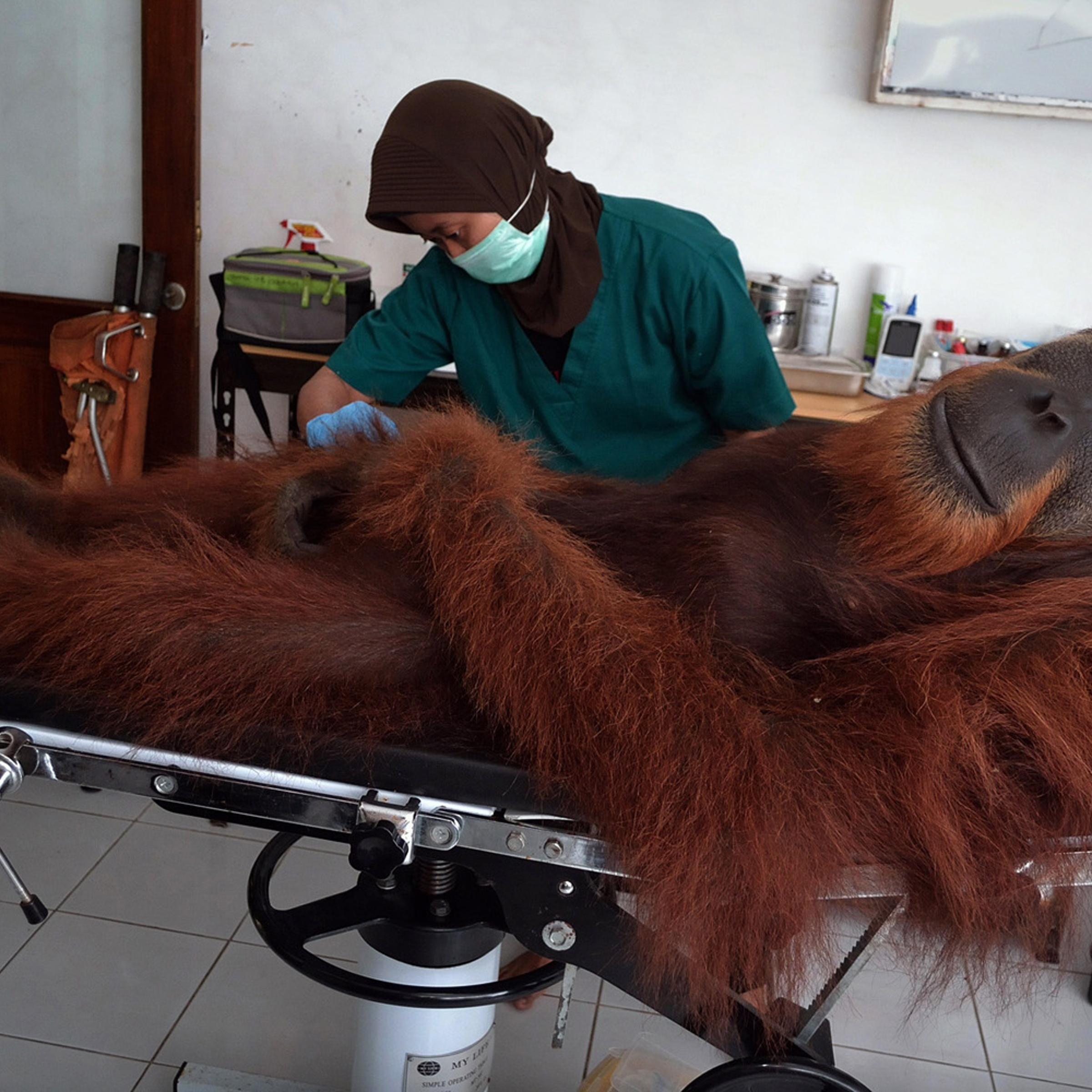 TOPSHOTS-INDONESIA-ENVIRONMENT-CONSERVATION-SPECIES-ORANGUTAN