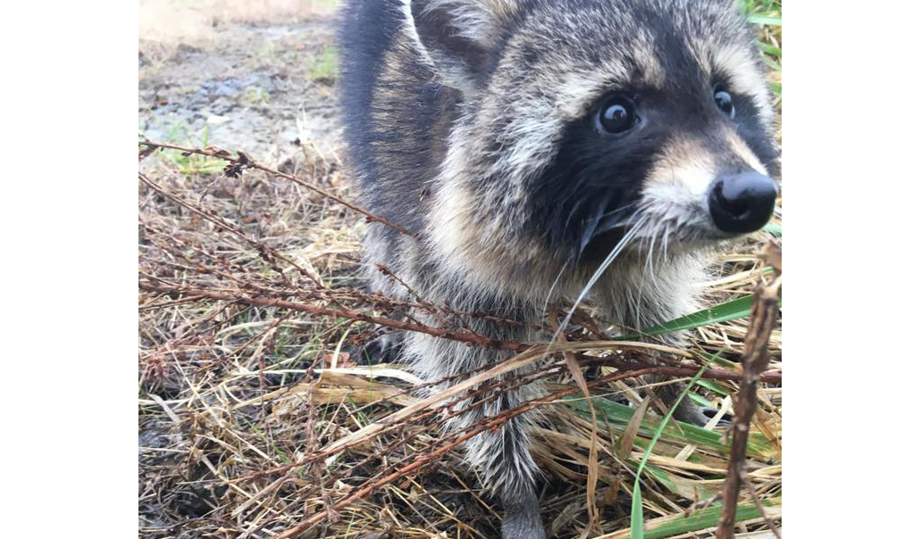 The inebriated raccoon.