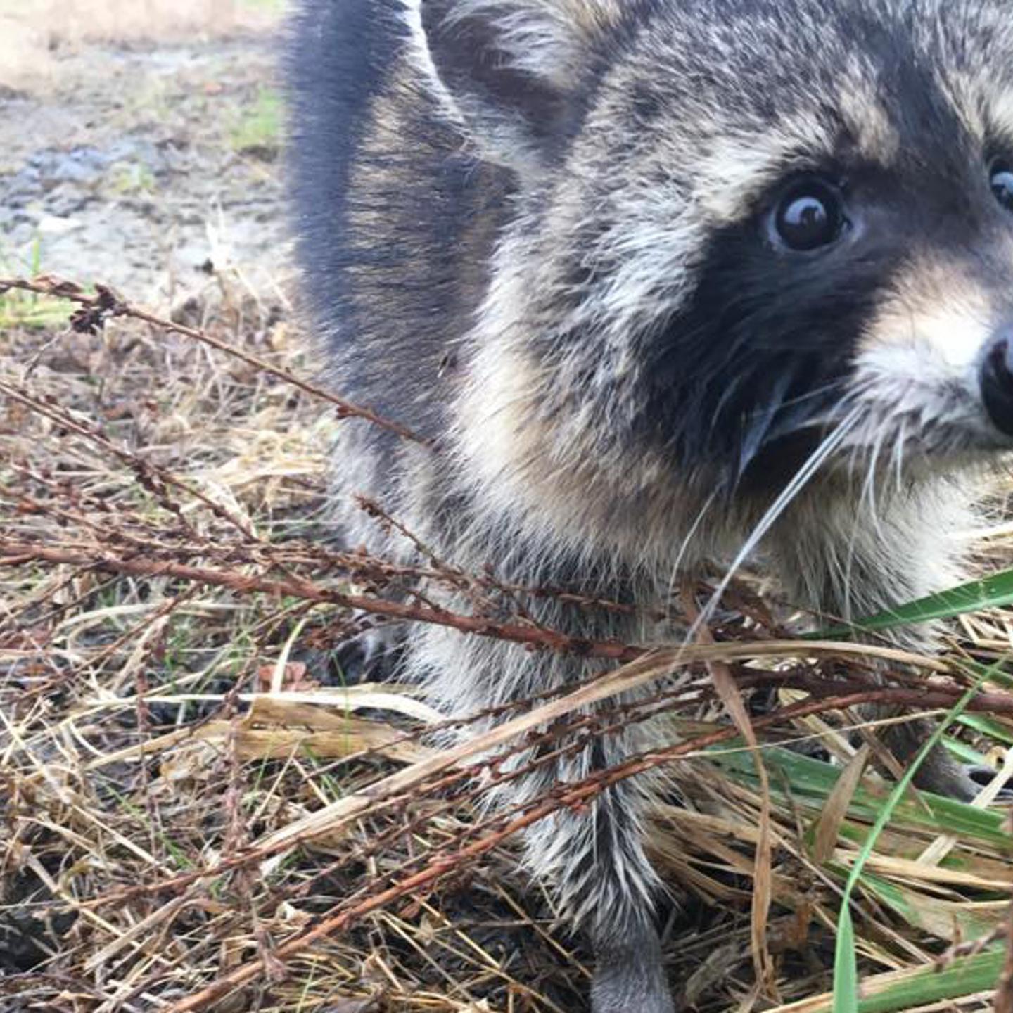 The inebriated raccoon.