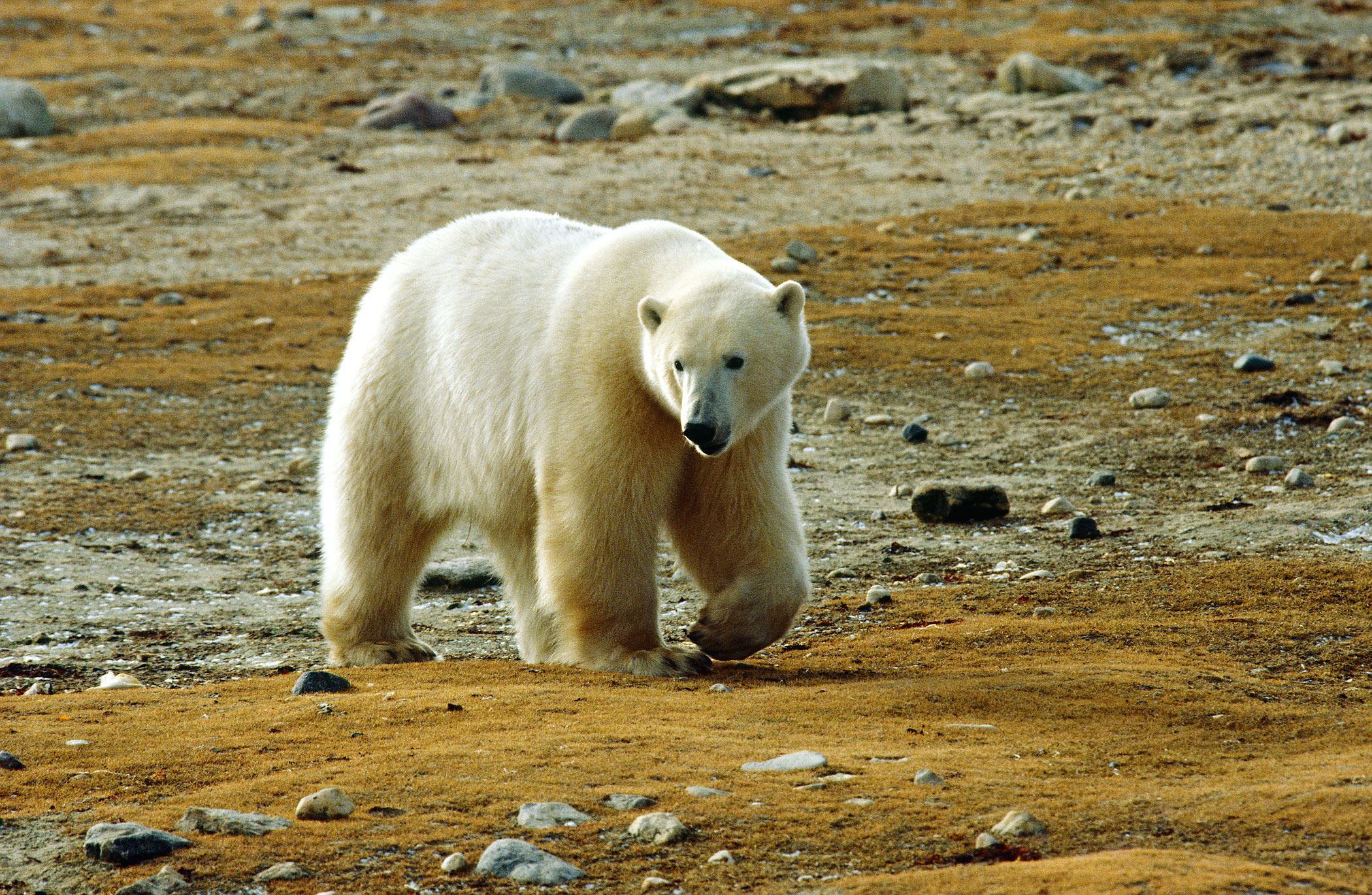 Polar Bear