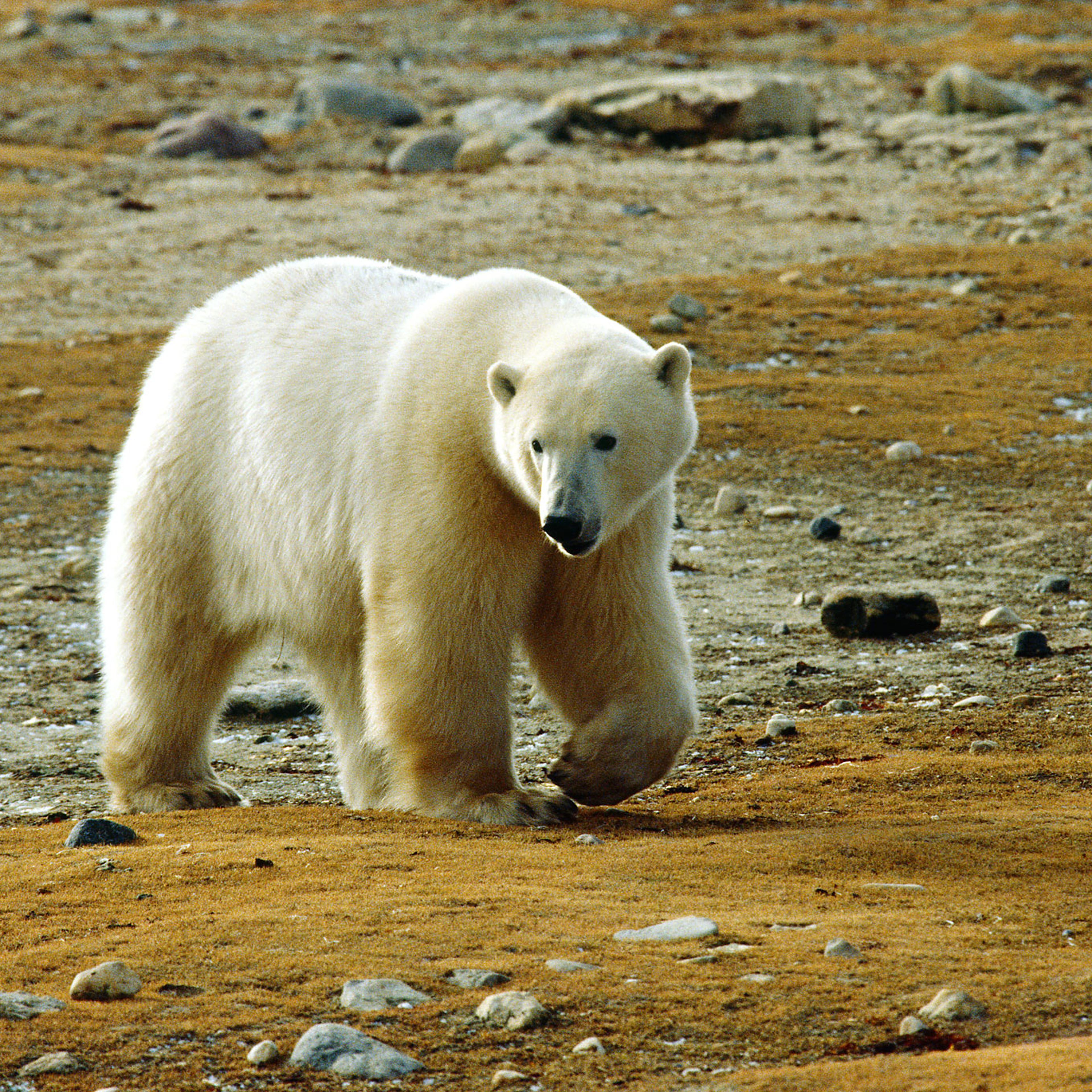 Polar Bear