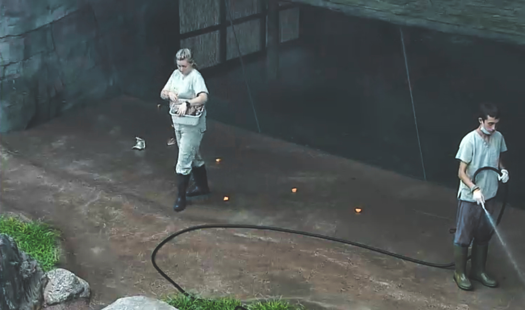 Spying on Animals: Moments from Zoo Surveillance Feeds