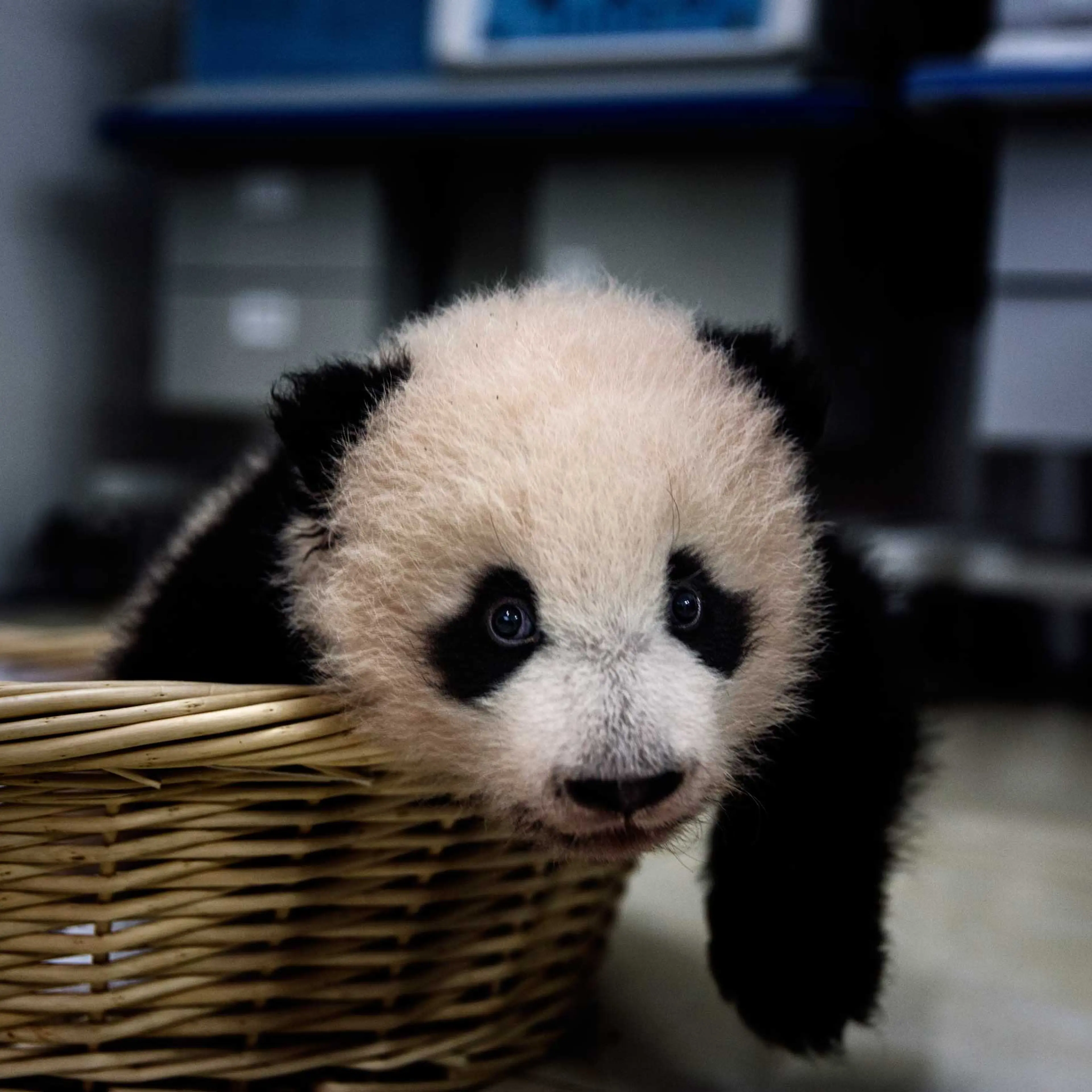 A baby panda rests after feeding time in the nursery at the Bifengxia Panda Base in Ya’an, Sichuan Province, China, Dec. 3, 2015.
