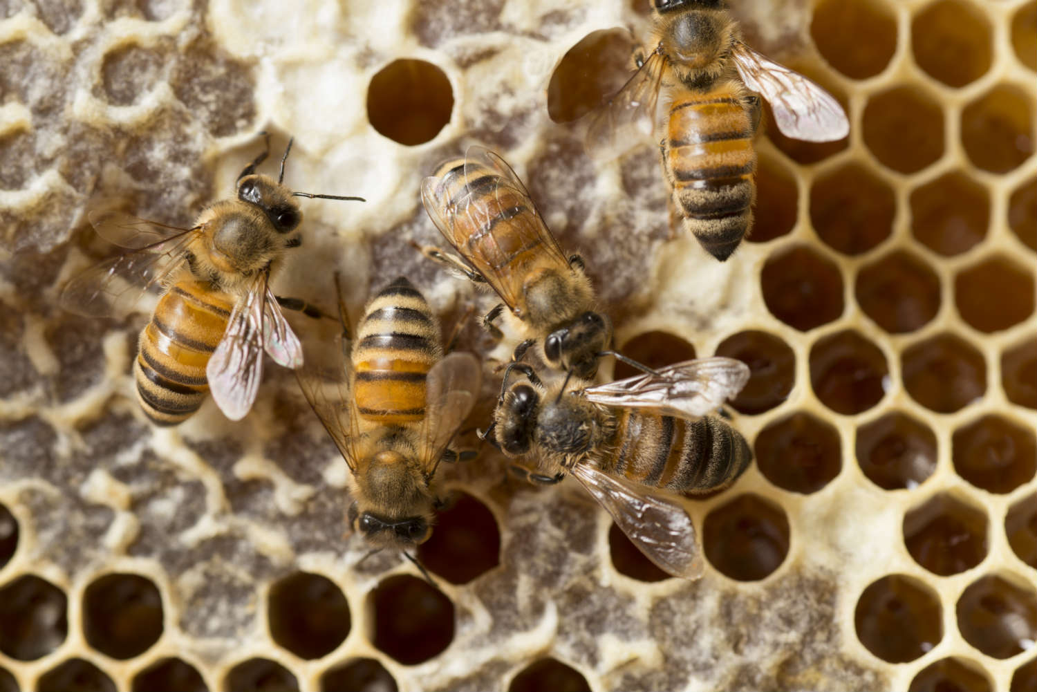 Honeybees
