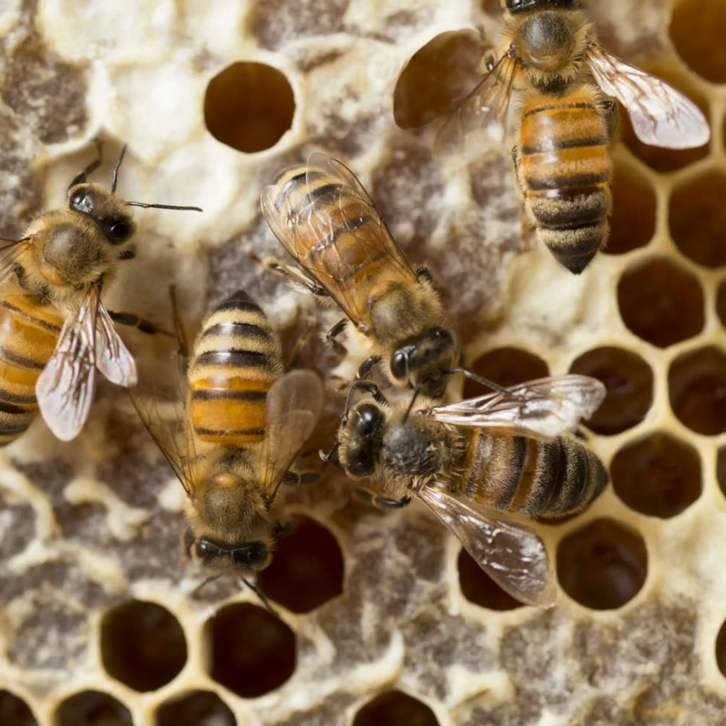 Honeybees