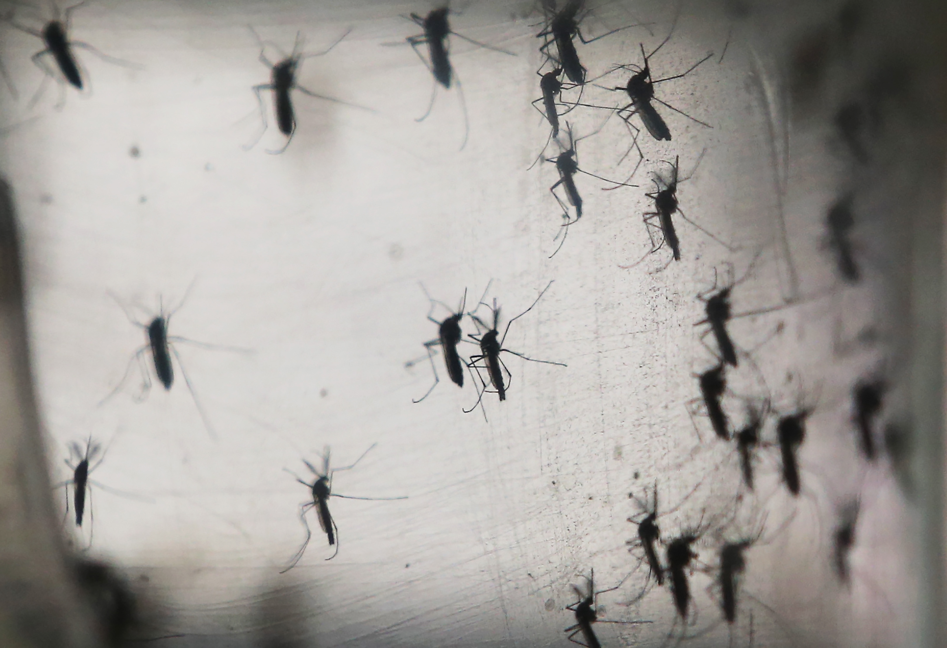 Brazil Faces New Health Epidemic As Mosquito-Borne Zika Virus Spreads Rapidly