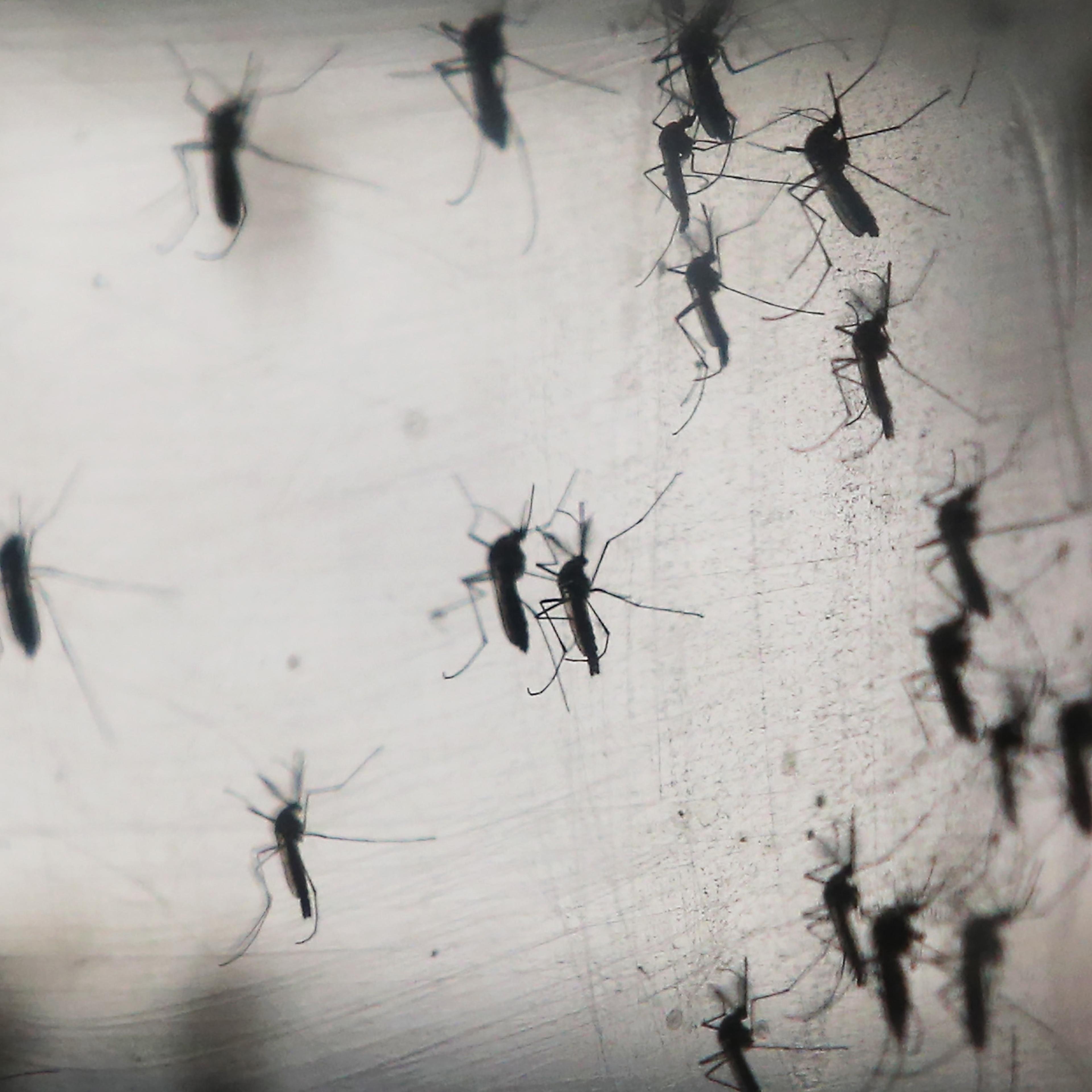 Brazil Faces New Health Epidemic As Mosquito-Borne Zika Virus Spreads Rapidly
