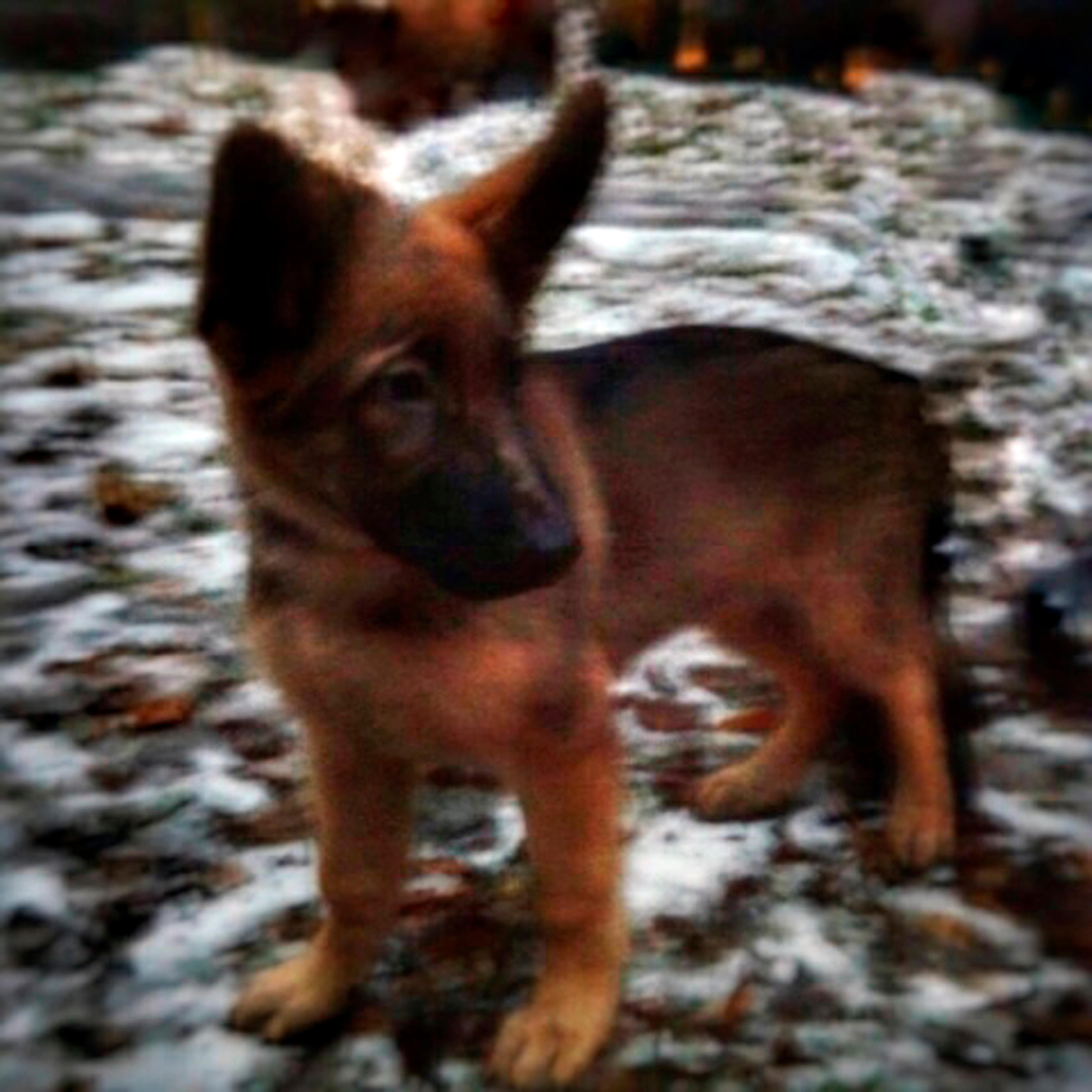 Russia Paris Attacks Puppy
