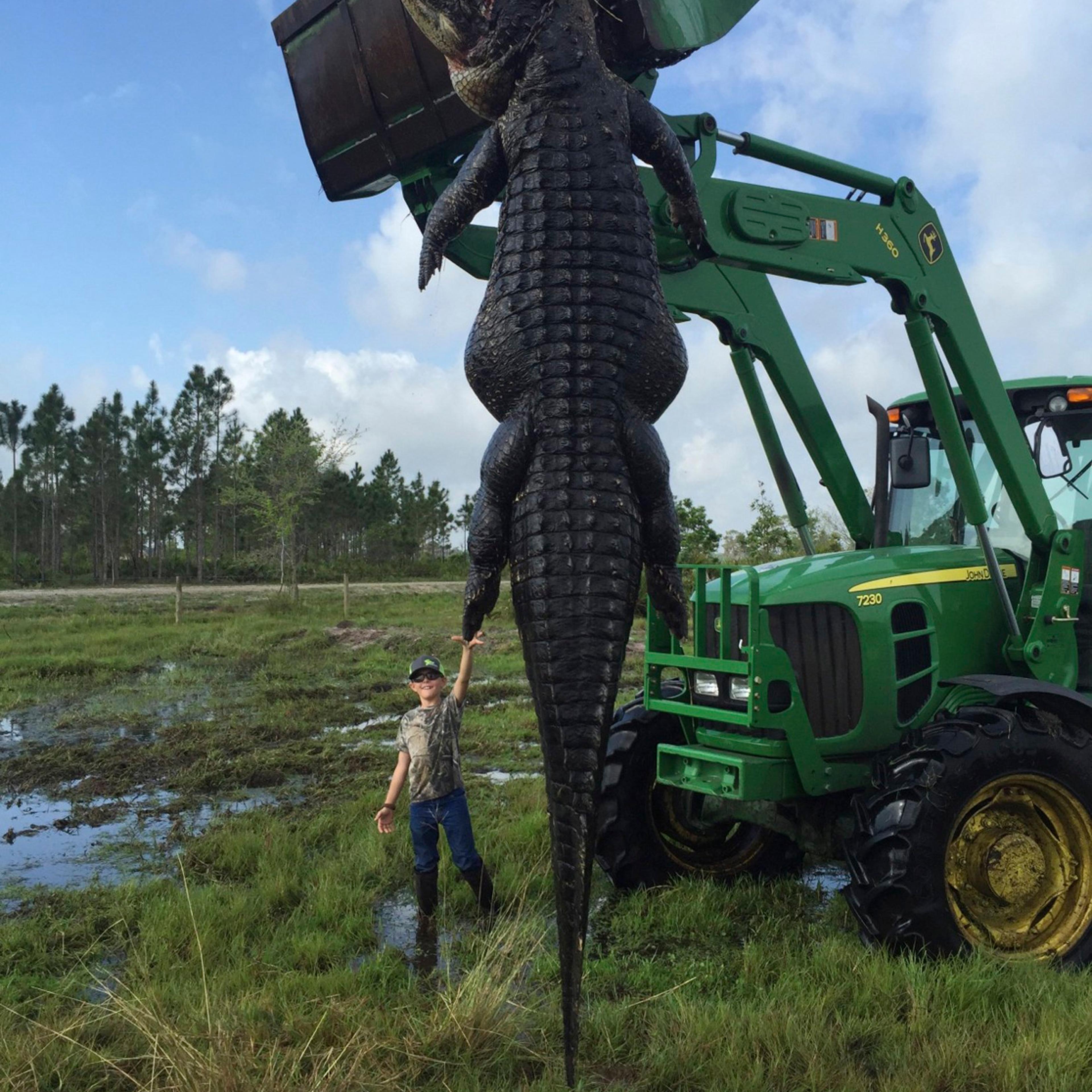 Nine-year-old Mason Lightsey is pictured with a 800-pound (363 kg) giant alligator at his father's farm in Venus, Florida