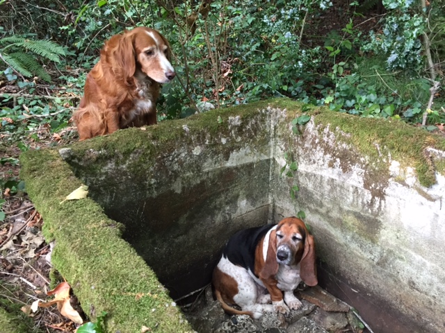 Tillie and Phoebe.