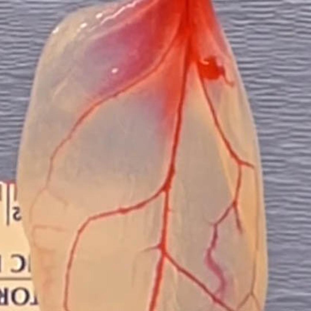 Spinach heart tissue
