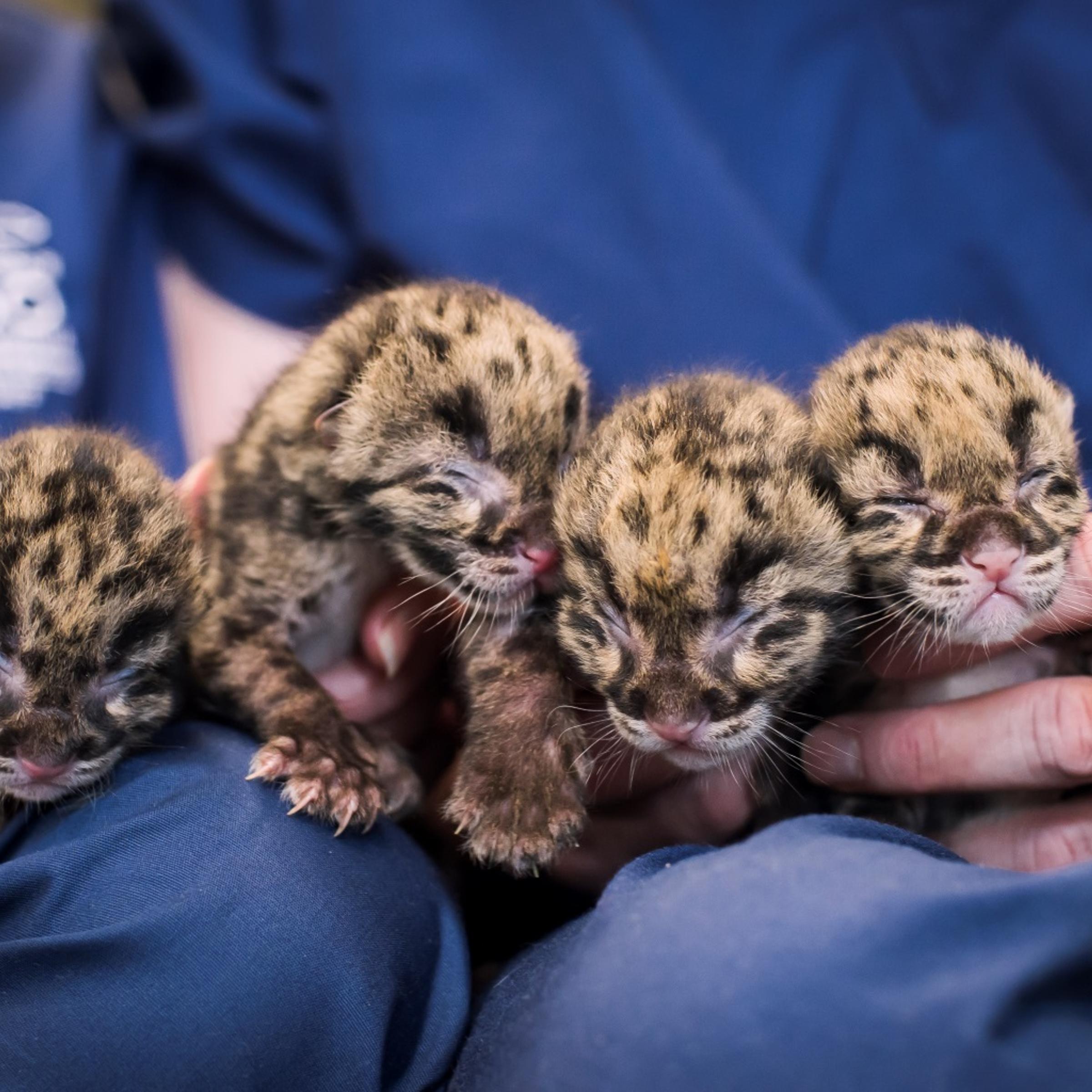 Point Defiance Zoo & Aquarium shows four Clouded leopard cubs at Point Defiance Zoo & Aquarium in Tacoma, Wash on May 17, 2015.