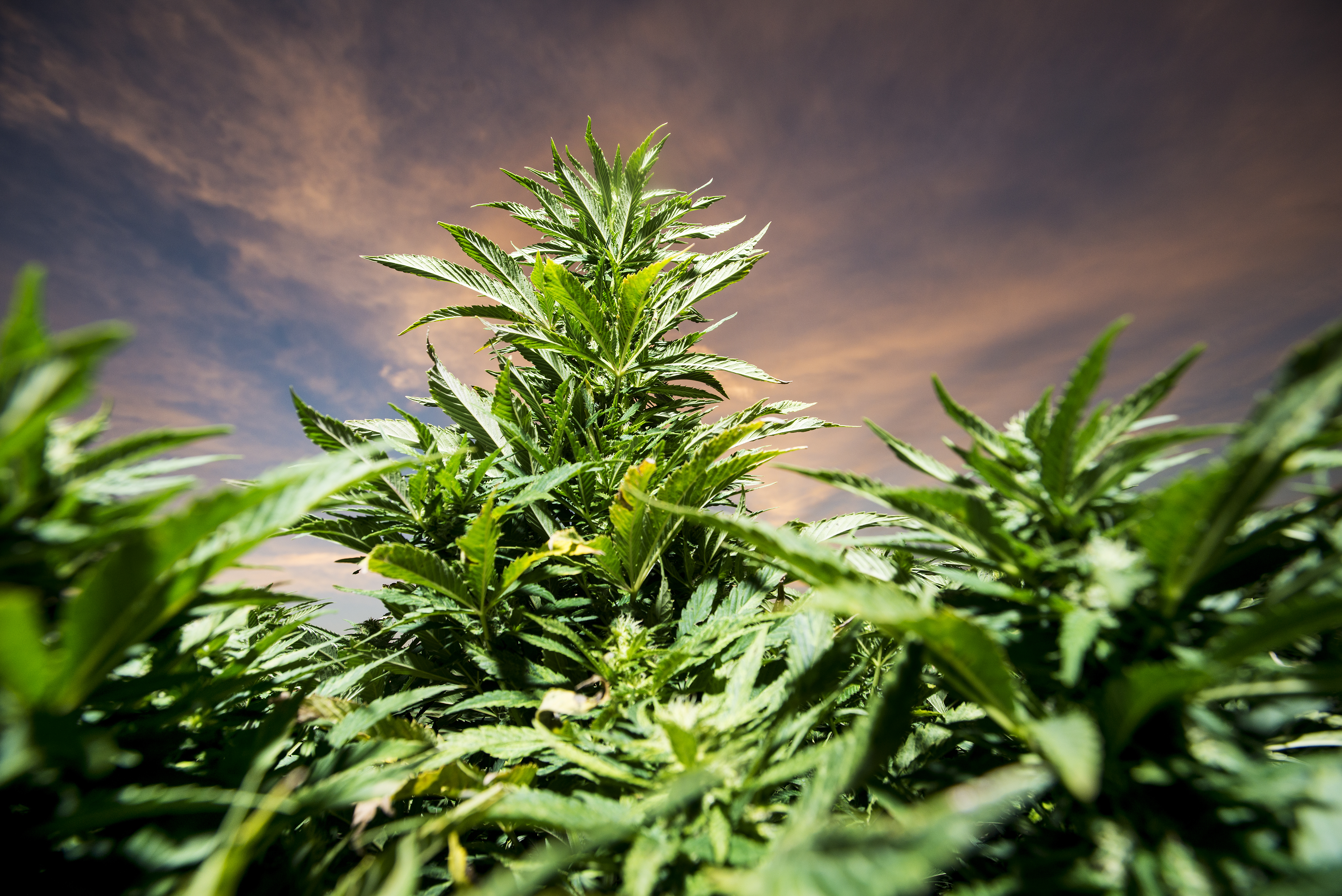 Charlotte's Web harvest at the Stanley Brother's farm in Wray, Colorado for Pot Kids story.