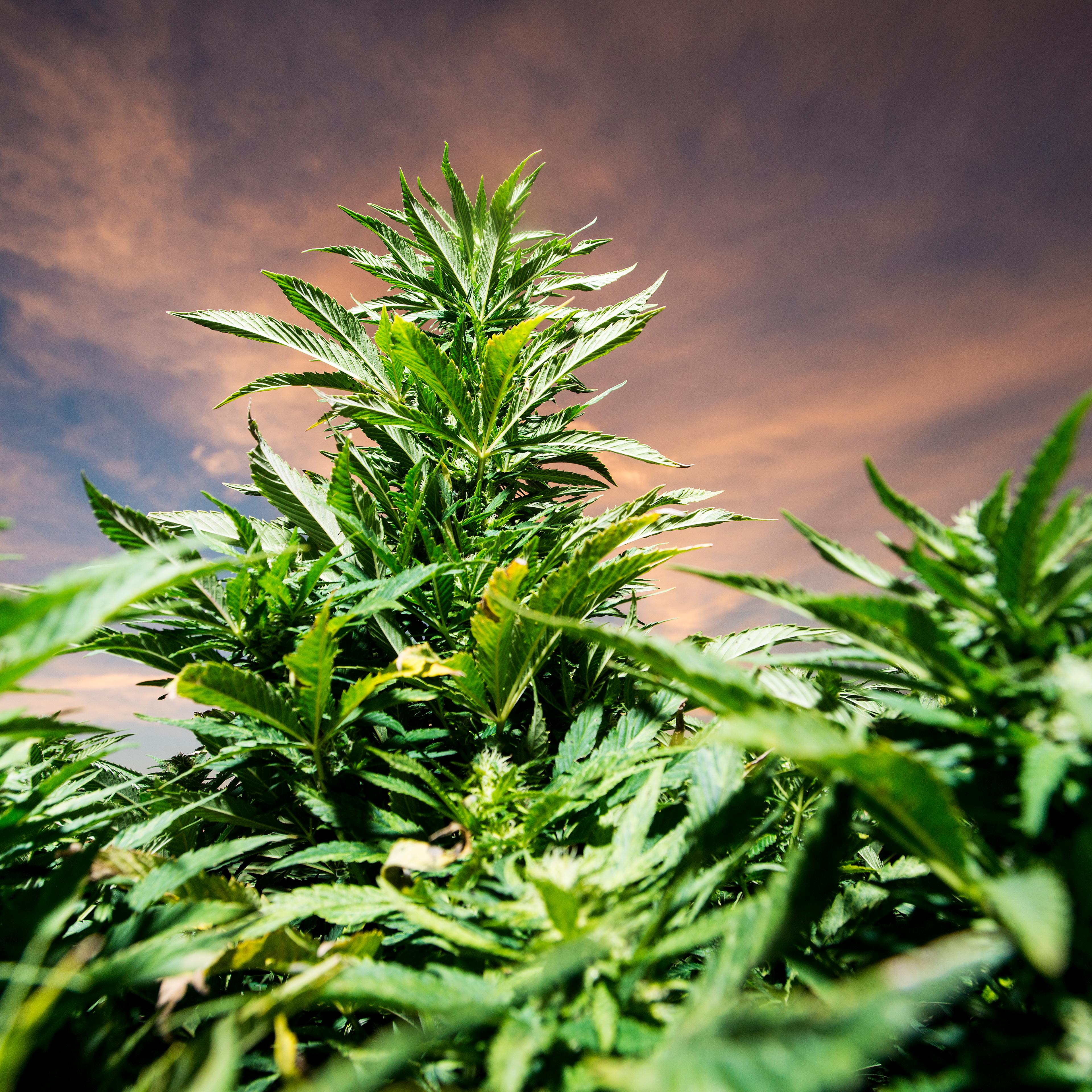 Charlotte's Web harvest at the Stanley Brother's farm in Wray, Colorado for Pot Kids story.