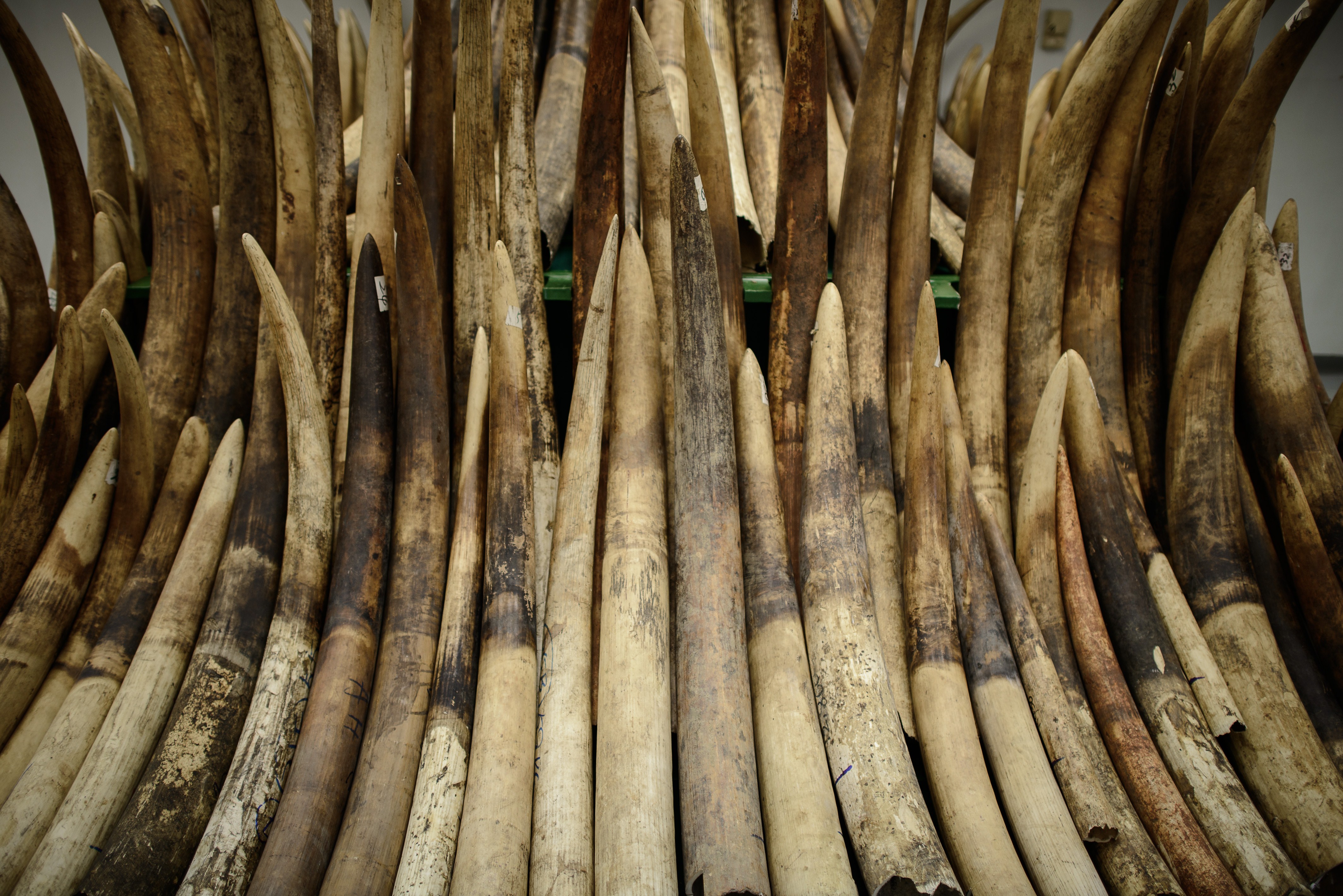 HONG KONG-CONSERVATION-ELEPHANT-IVORY