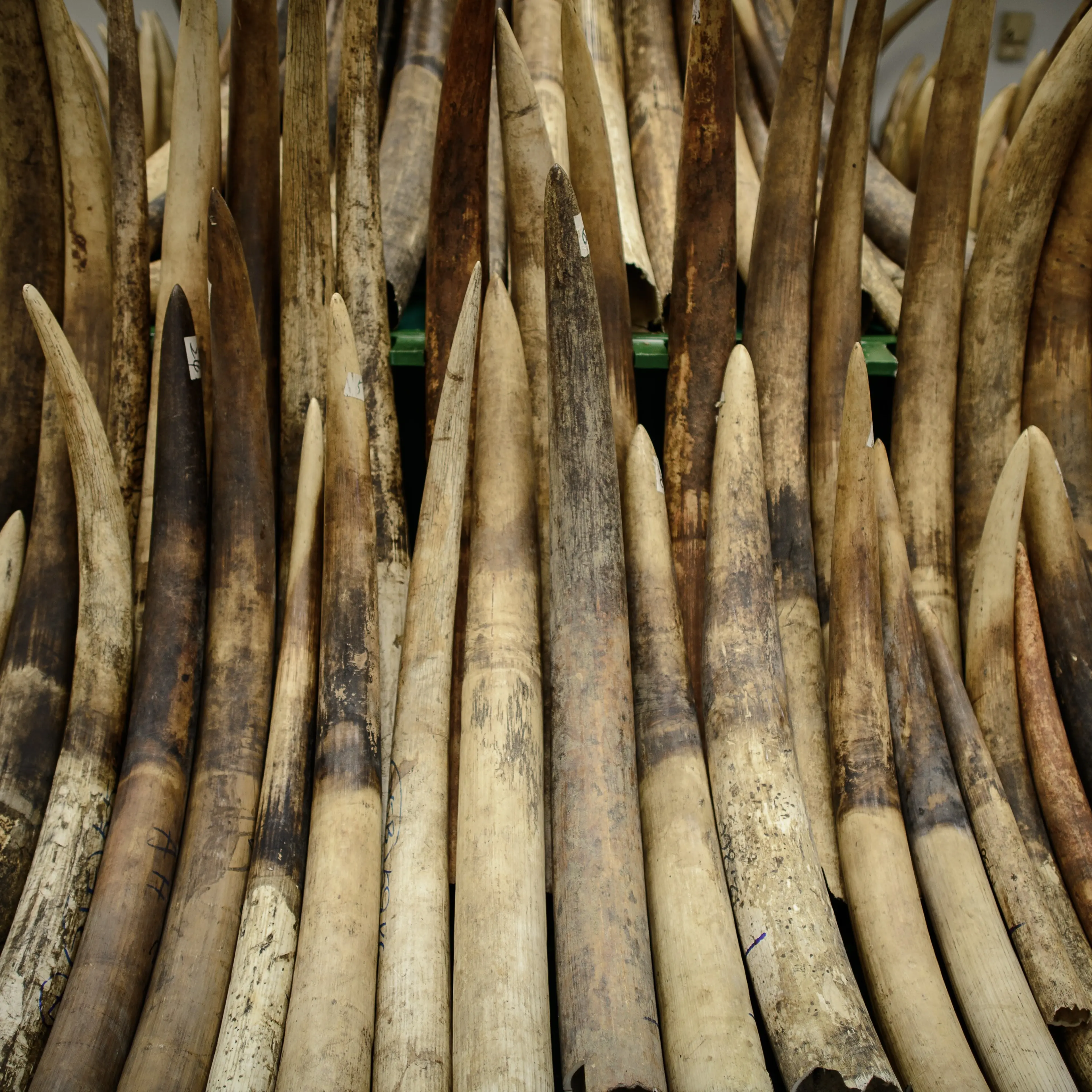 HONG KONG-CONSERVATION-ELEPHANT-IVORY